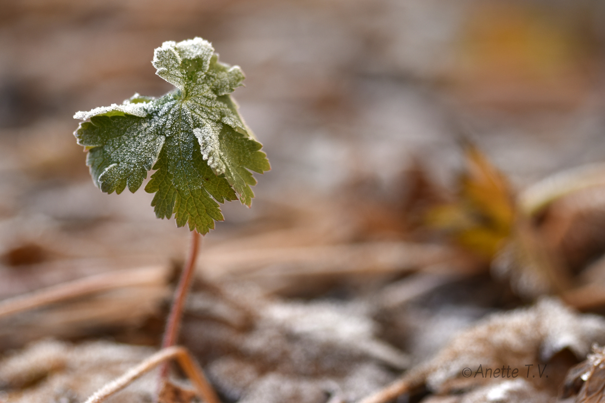 Nikon AF-S Micro-Nikkor 105mm F2.8G IF-ED VR sample photo. Frozen and alone.... photography