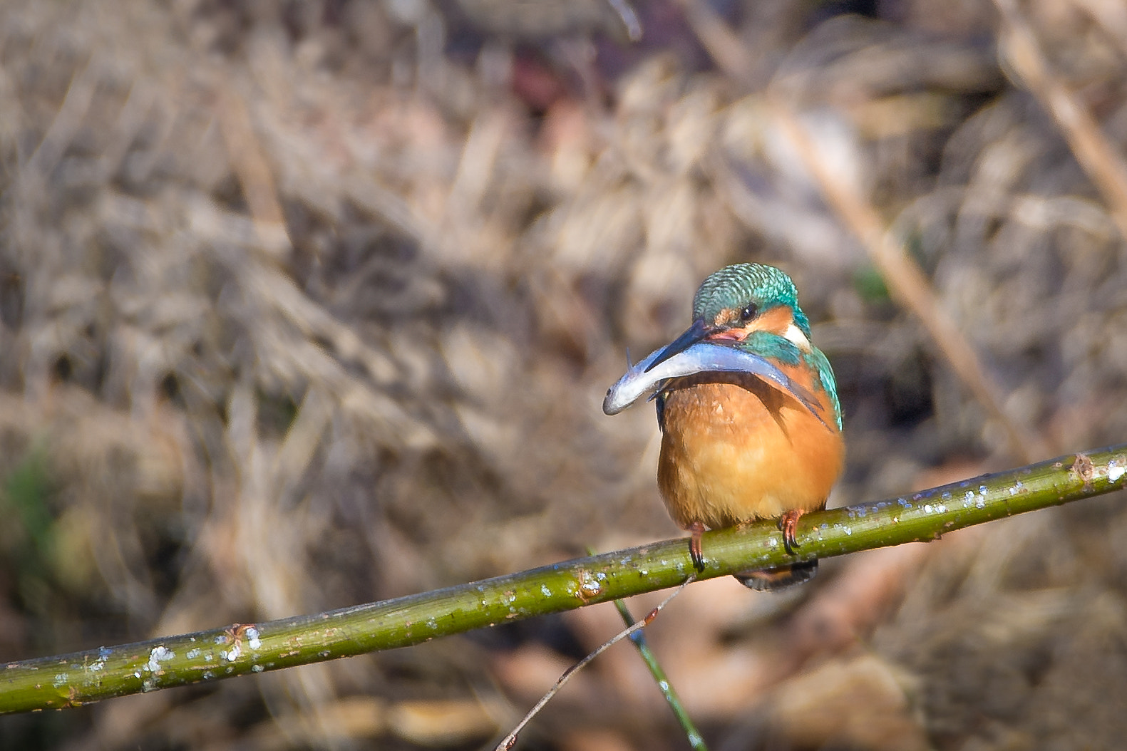 150-600mm F5-6.2 OSS sample photo. Good catch photography