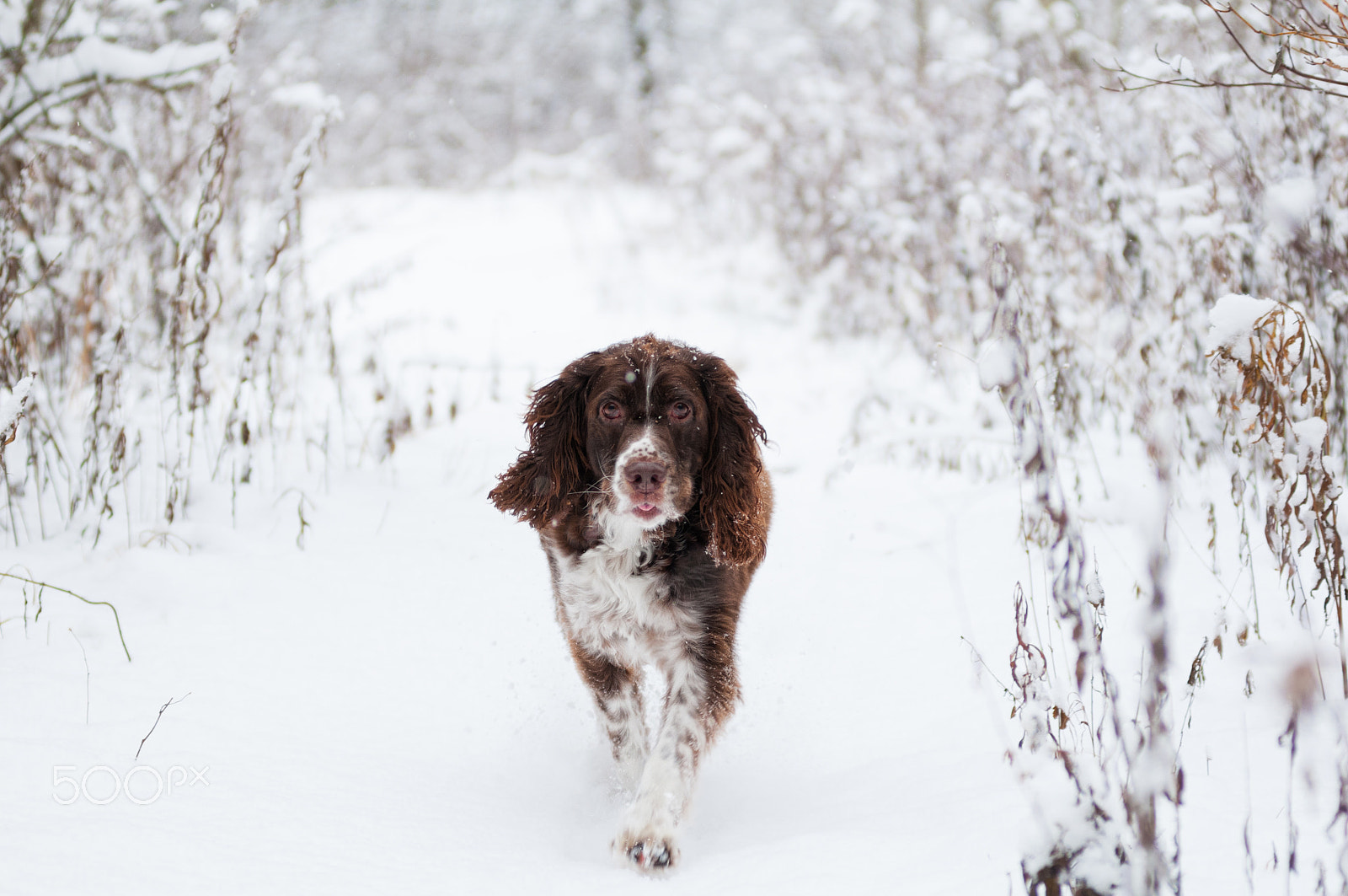 Nikon AF-Nikkor 80-200mm F2.8D ED sample photo. Winter walk... photography