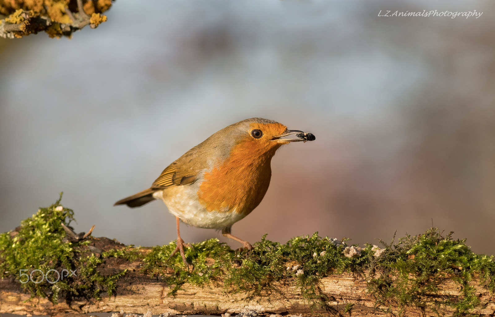 Canon EOS 80D + Canon EF 400mm F5.6L USM sample photo. Červenka obecná photography