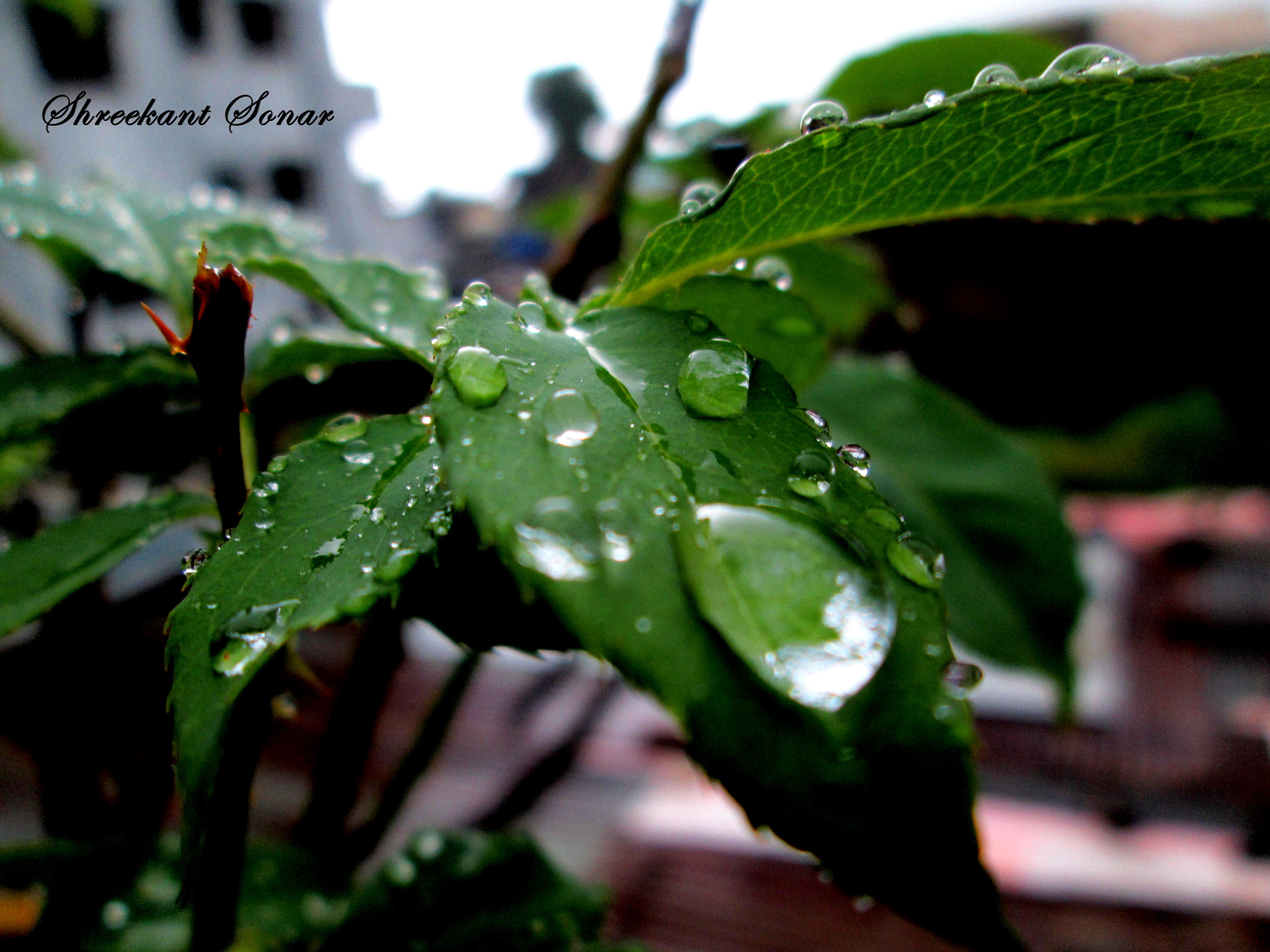 Canon PowerShot A3400 IS sample photo. Natures clicks photography