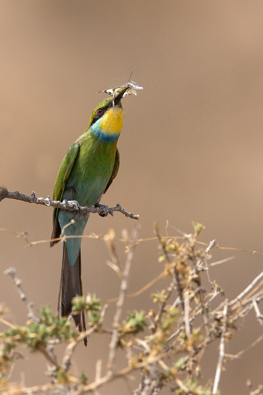 Canon EOS-1D X + Canon EF 600mm f/4L IS sample photo. Swallow tailed bee-eater photography