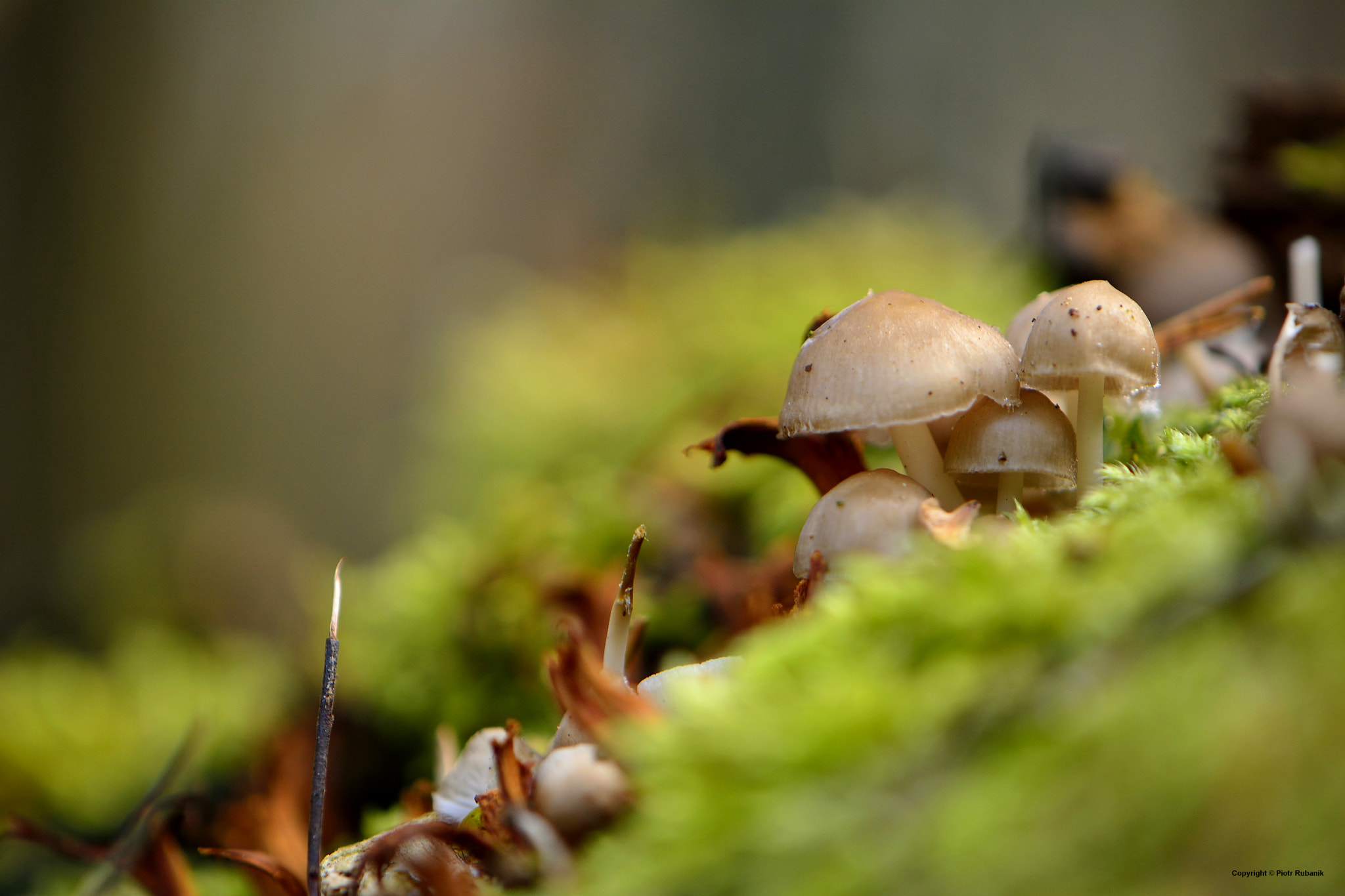 Nikon AF-S DX Micro-Nikkor 85mm F3.5G ED VR sample photo. Winter colors photography