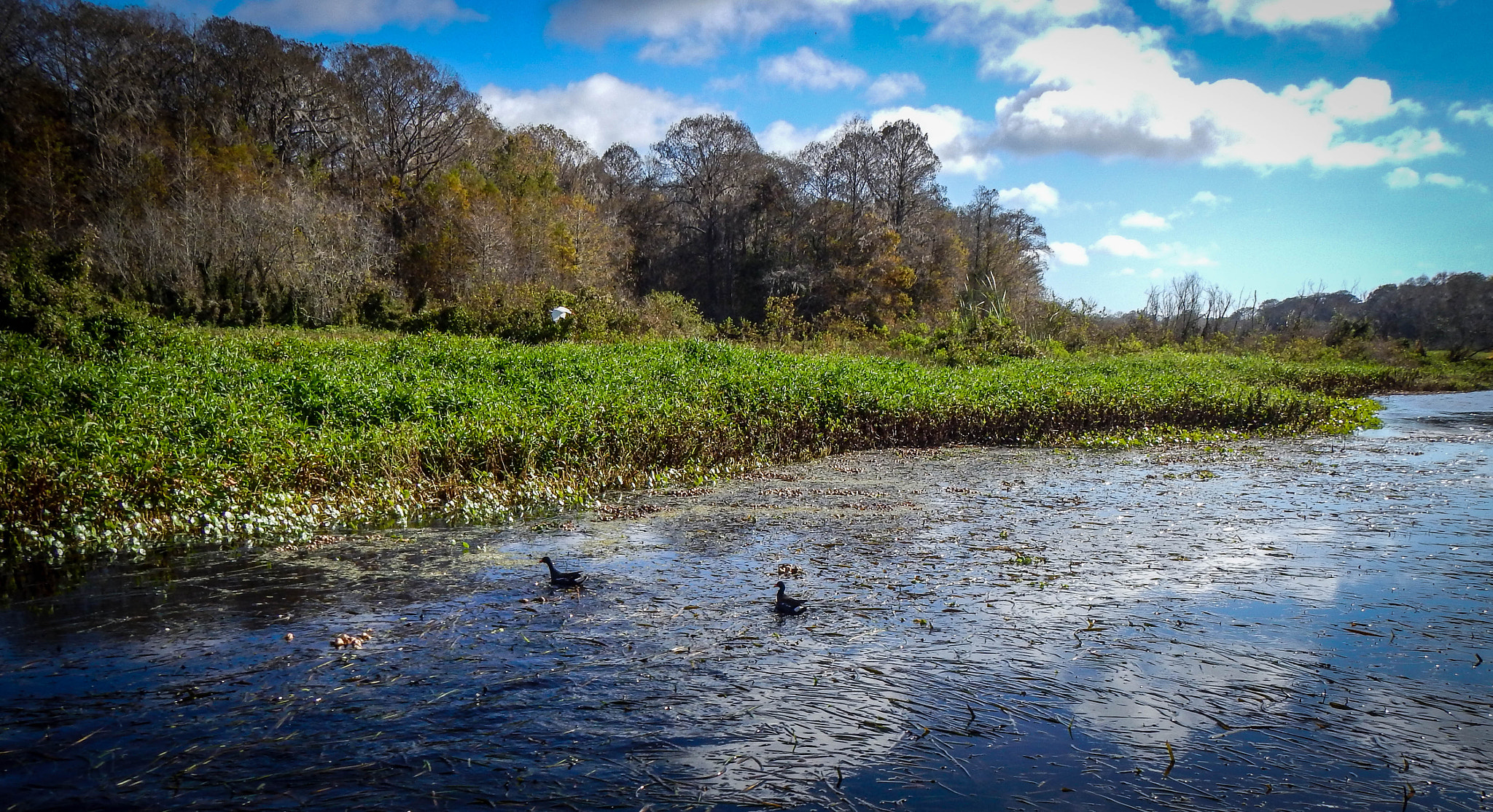 Nikon Coolpix AW110 sample photo. Withlacoochee fl swamp photography