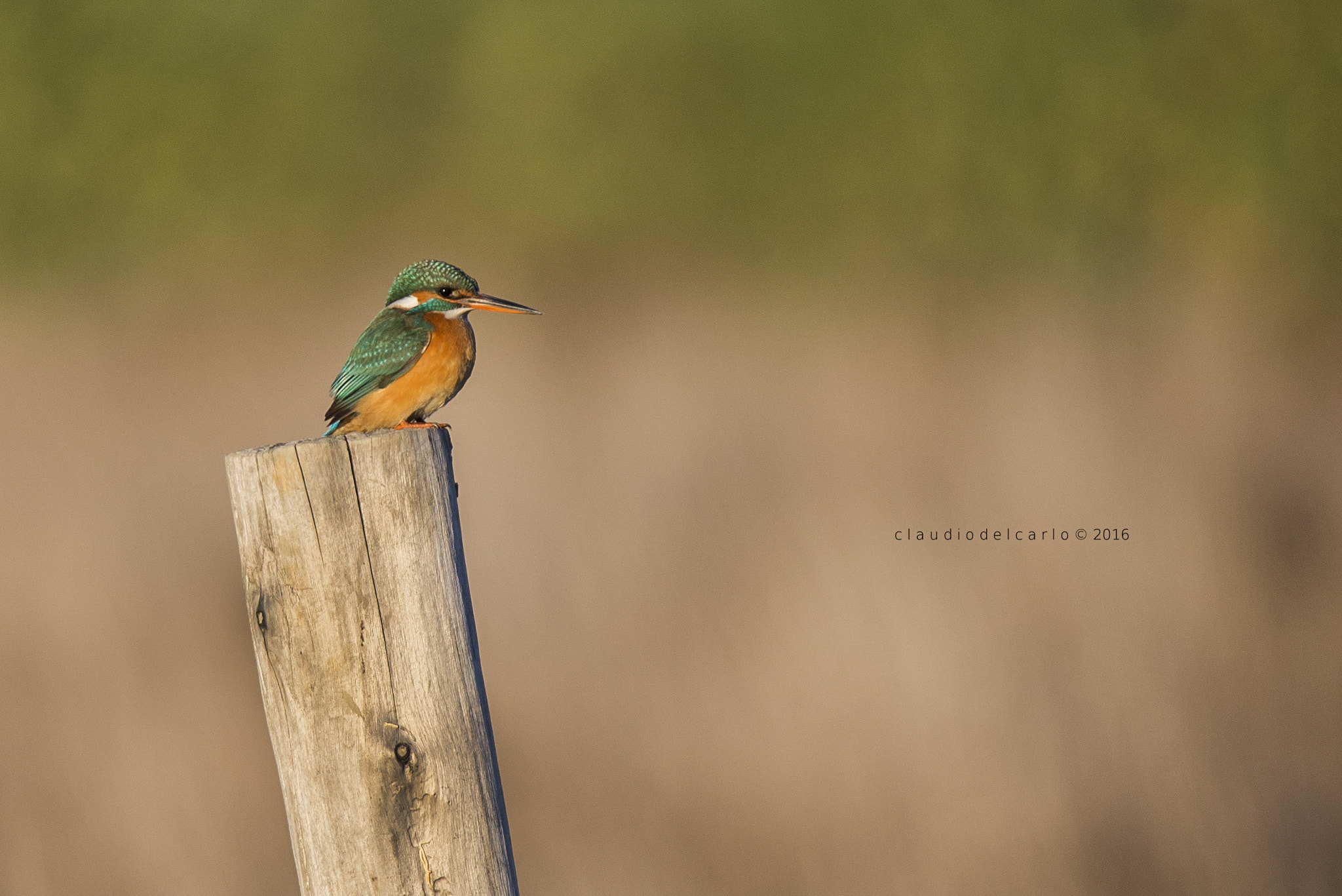 Sigma 150-600mm F5-6.3 DG OS HSM | S sample photo. Dsc photography