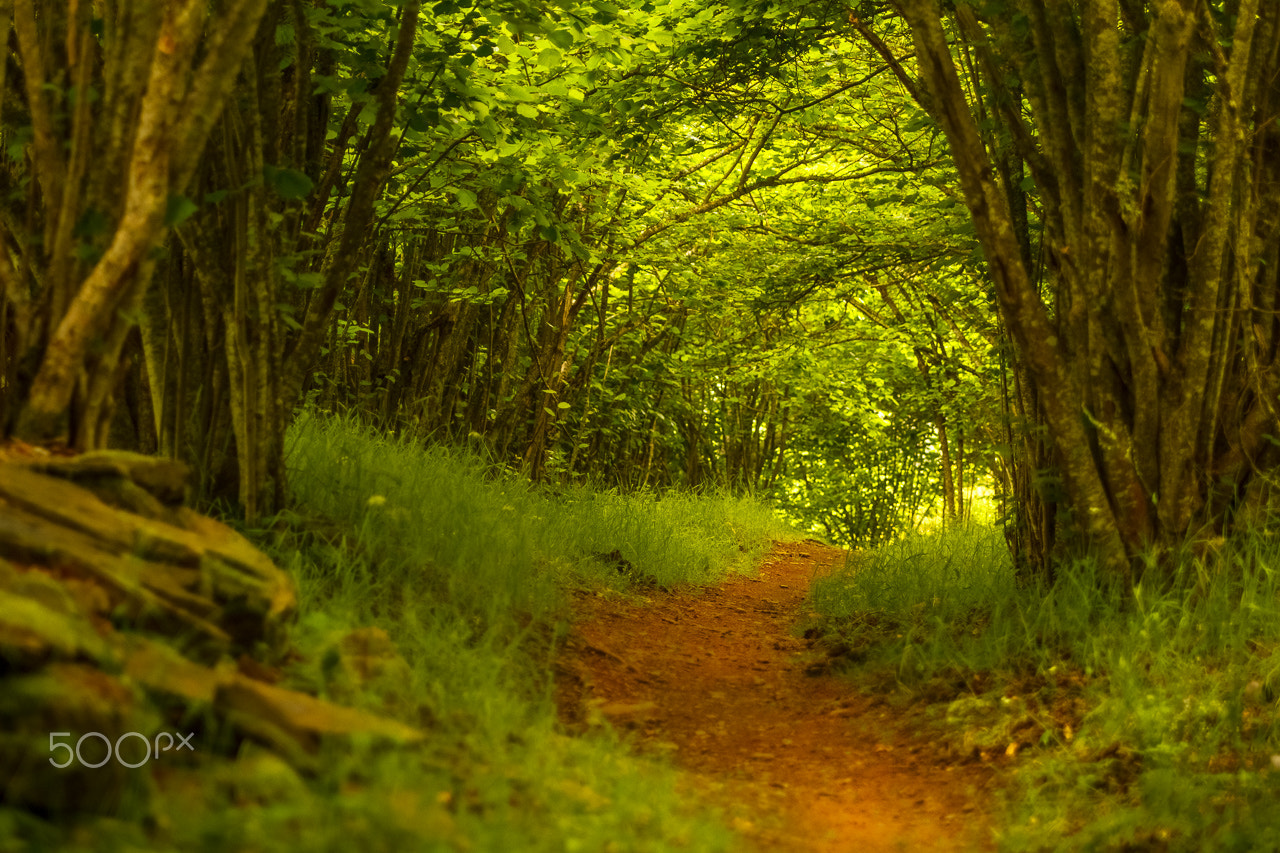 Canon EOS 60D sample photo. Carlac forest photography