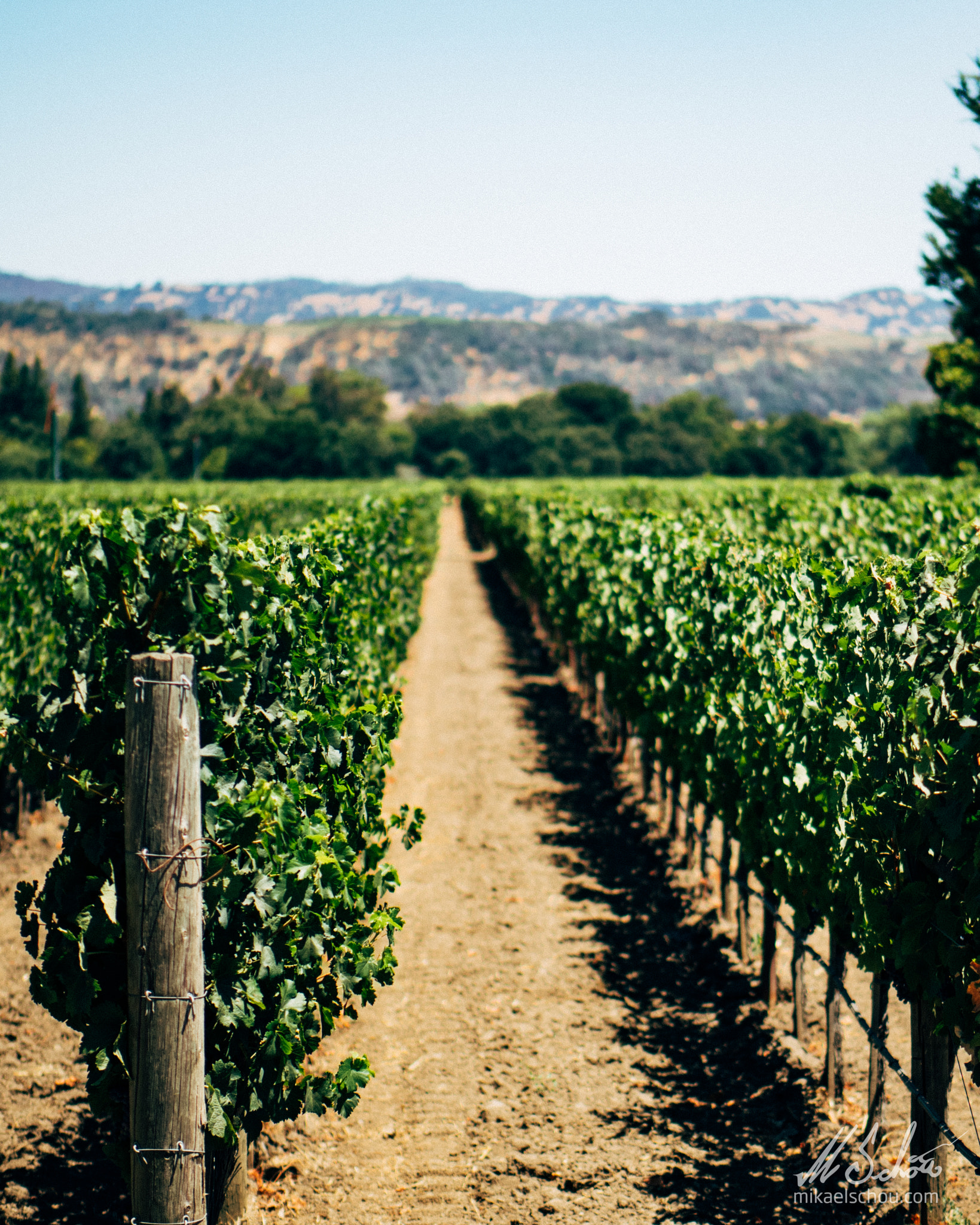 Panasonic Leica DG Nocticron 42.5mm F1.2 ASPH OIS sample photo. Vineyard city photography