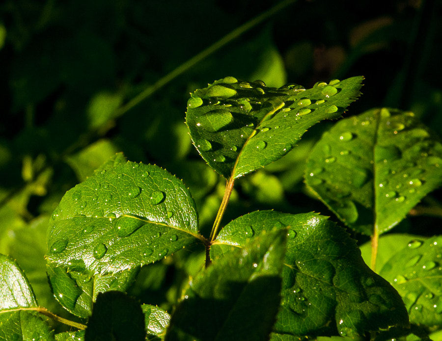 Nikon AF-S Nikkor 28-70mm F2.8 ED-IF sample photo. Morning dew photography