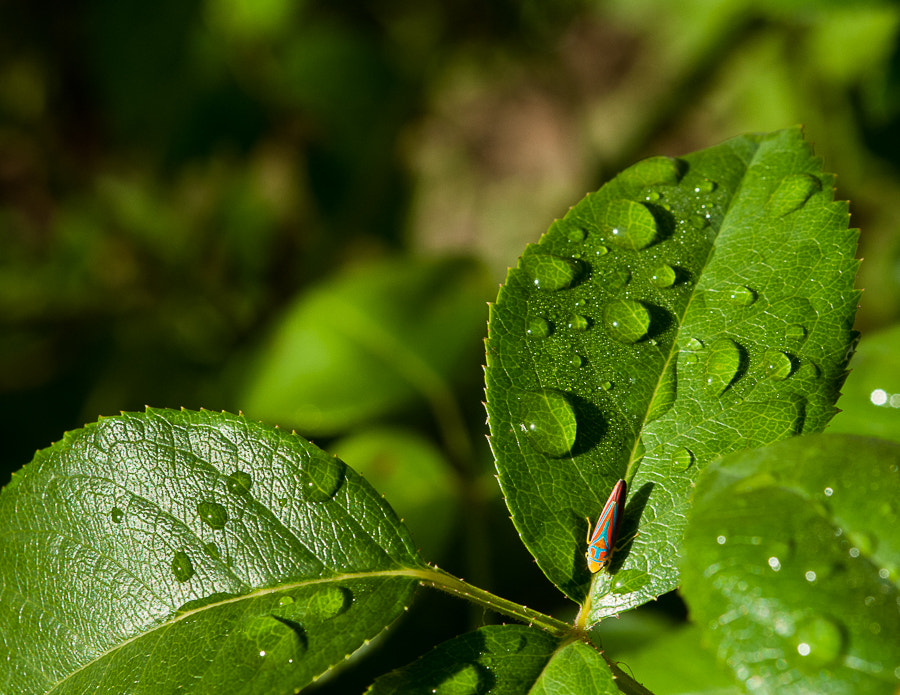 Nikon AF-S Nikkor 28-70mm F2.8 ED-IF sample photo. Hiding in plain sight photography