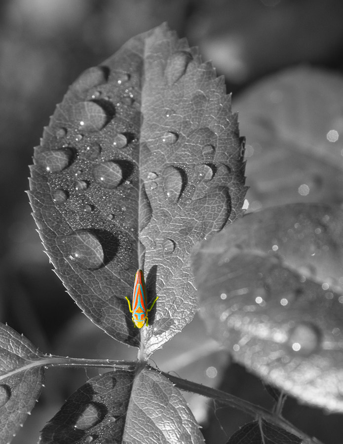 Nikon AF-S Nikkor 28-70mm F2.8 ED-IF sample photo. Can you see me now? photography