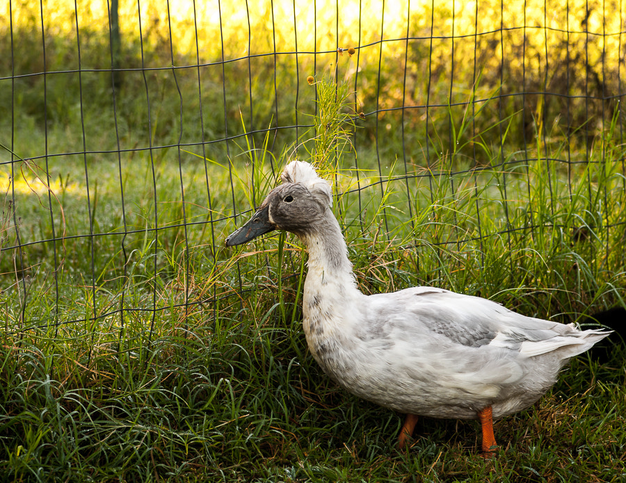 Nikon AF-S Nikkor 28-70mm F2.8 ED-IF sample photo. Tuffted duck photography