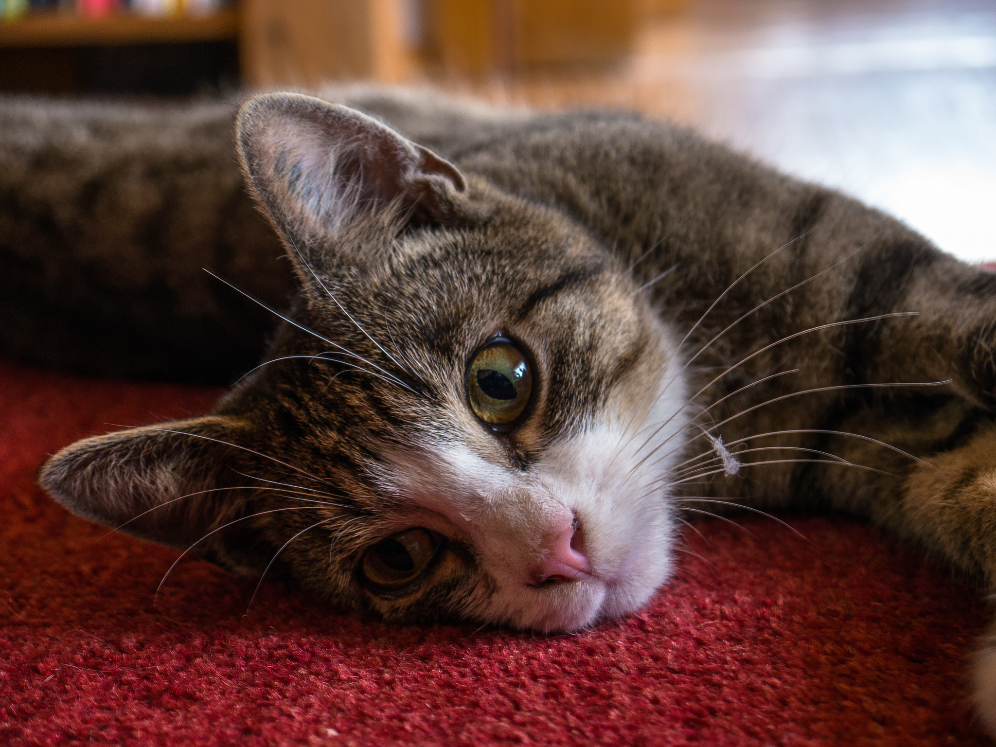 Panasonic Lumix DMC-G5 sample photo. Der neue photography