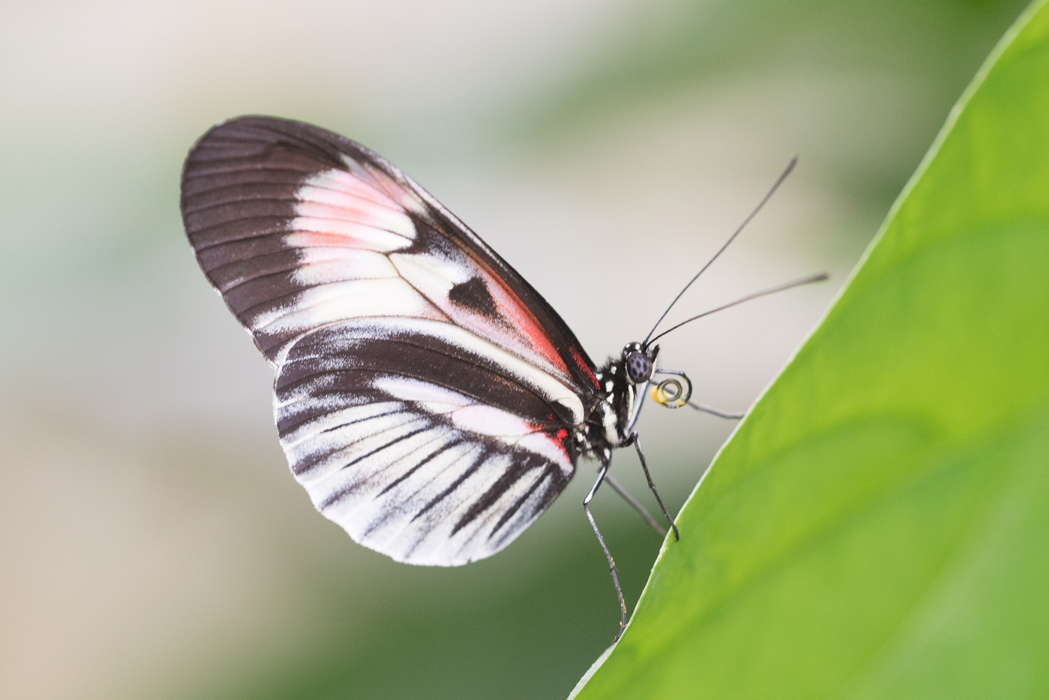 Sigma 150mm F2.8 EX DG OS Macro HSM sample photo. Heliconius photography