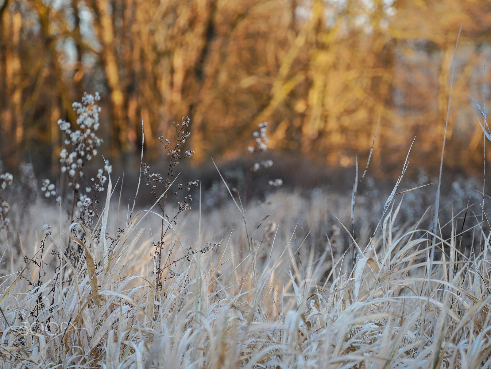 LUMIX G VARIO 35-100/F4.0-5.6 sample photo. Frozen meadow photography