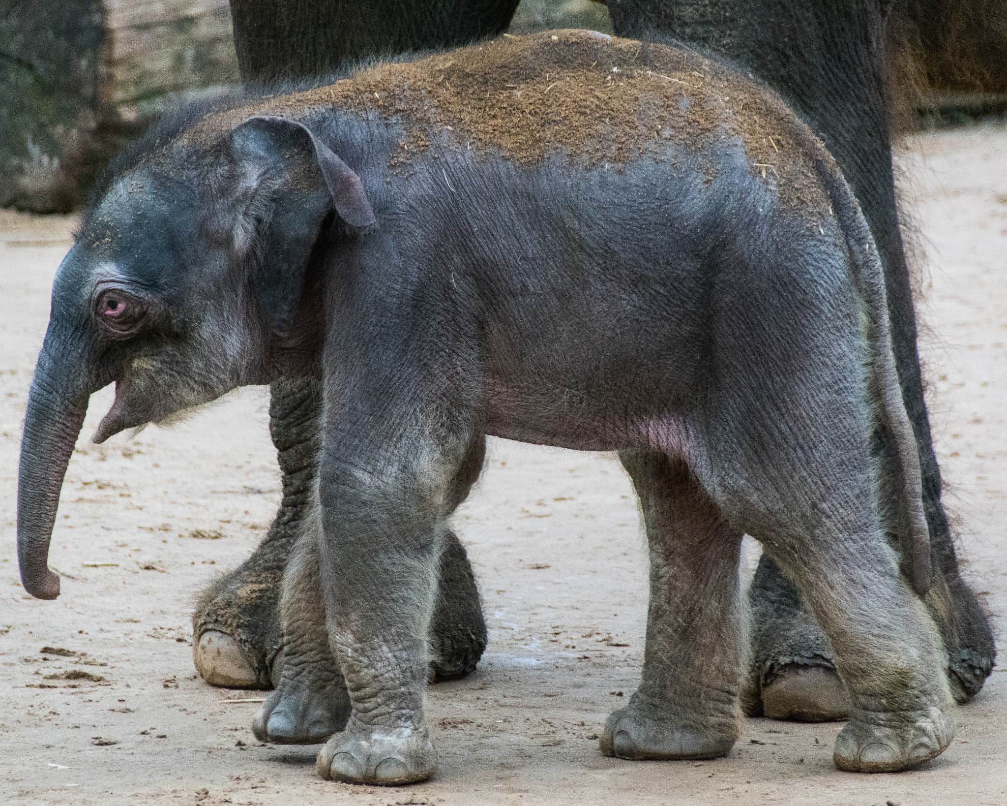 Sony SLT-A68 sample photo. Baby elephant photography