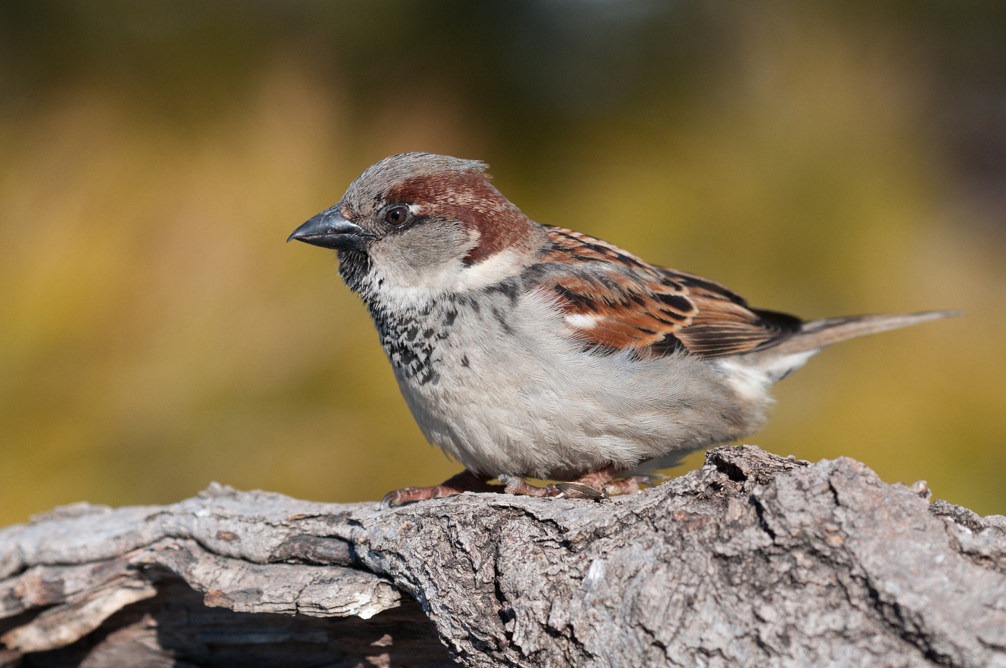 Nikon D300S + Nikon AF Micro-Nikkor 200mm F4D ED-IF sample photo. Moineau domestique passer domesticus house sparrow cld photography