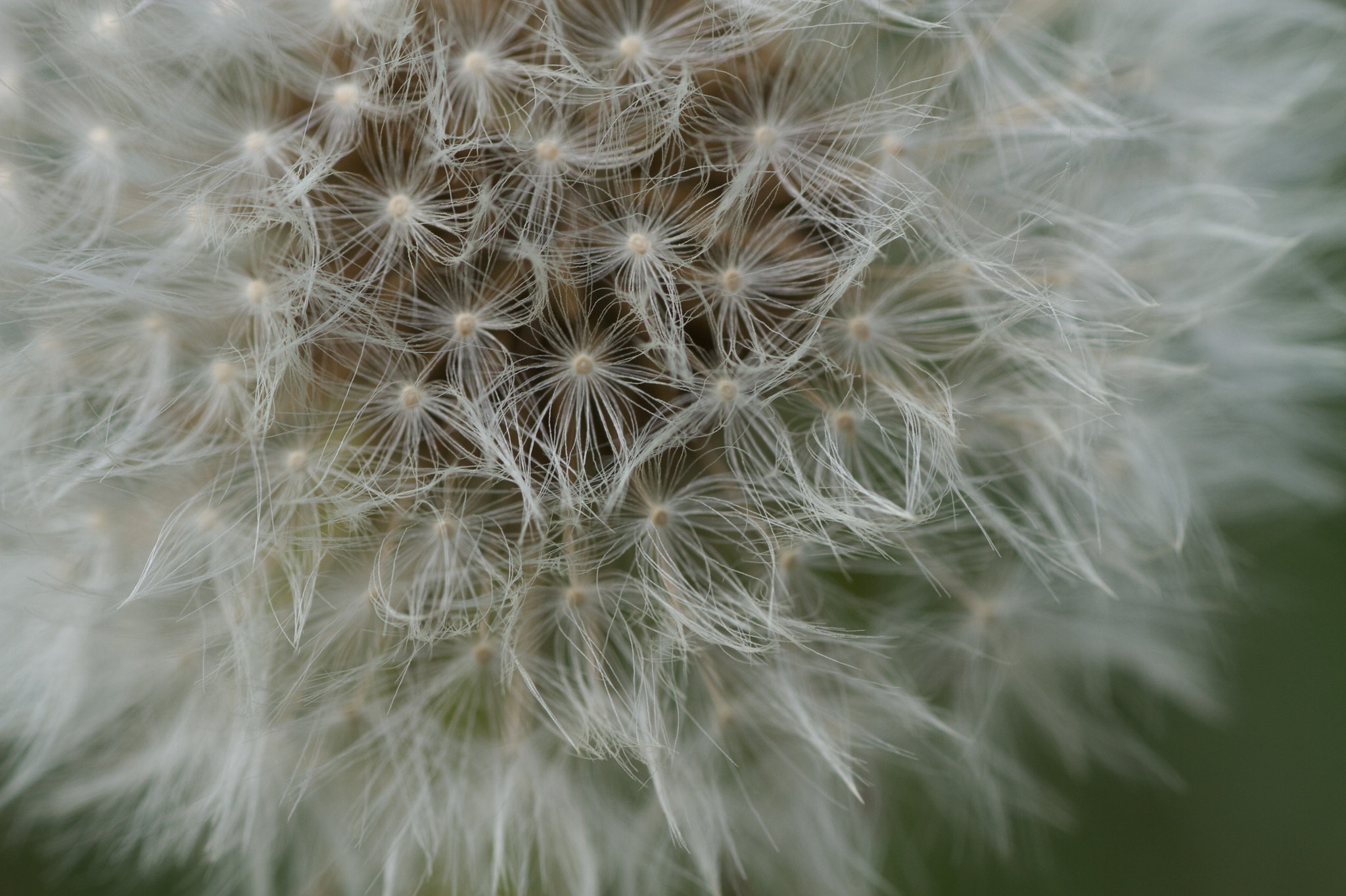 Canon EOS 7D + Tamron SP AF 90mm F2.8 Di Macro sample photo. El abuelo photography