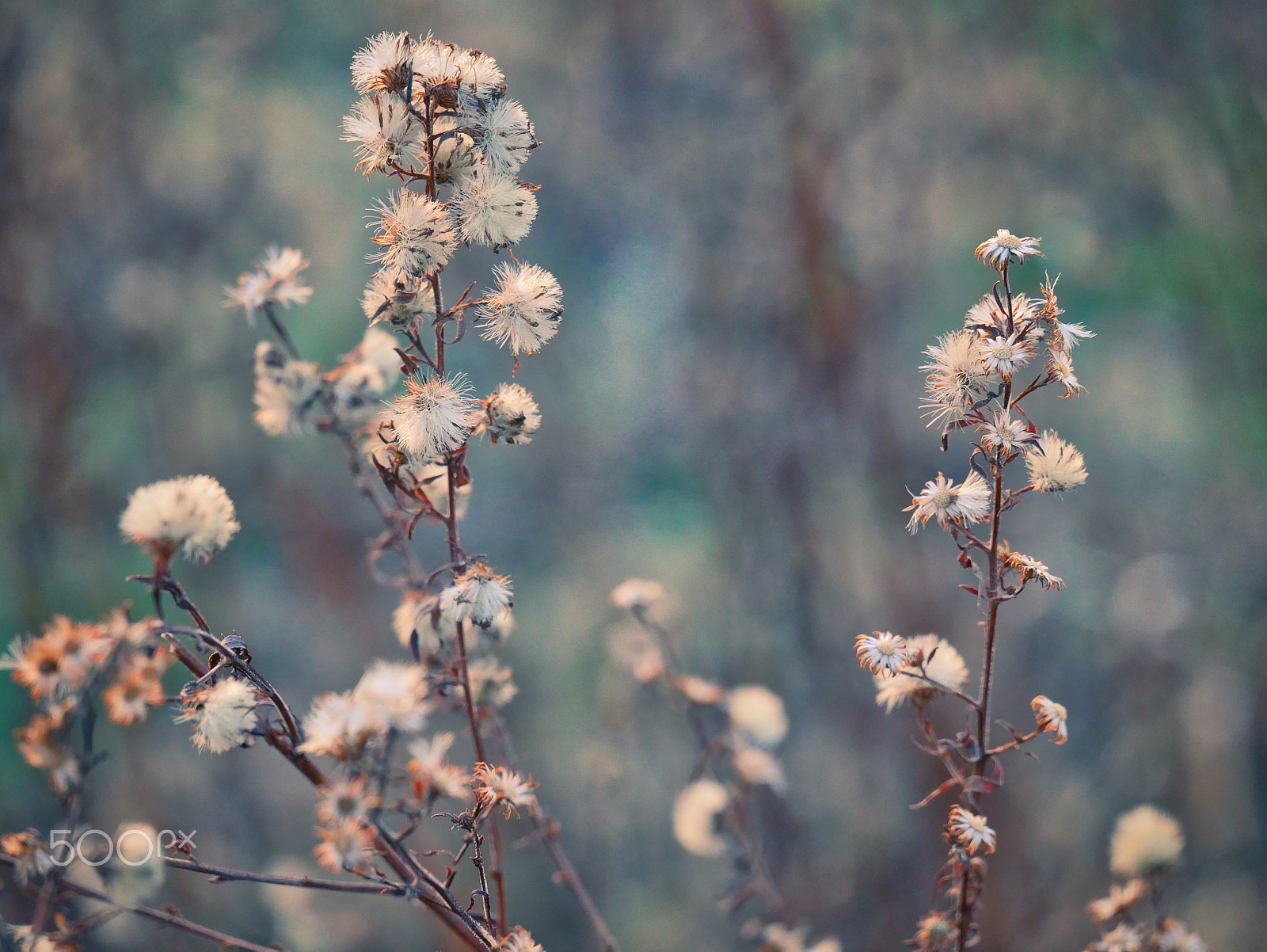 LUMIX G VARIO 35-100/F4.0-5.6 sample photo. Winter flowers photography