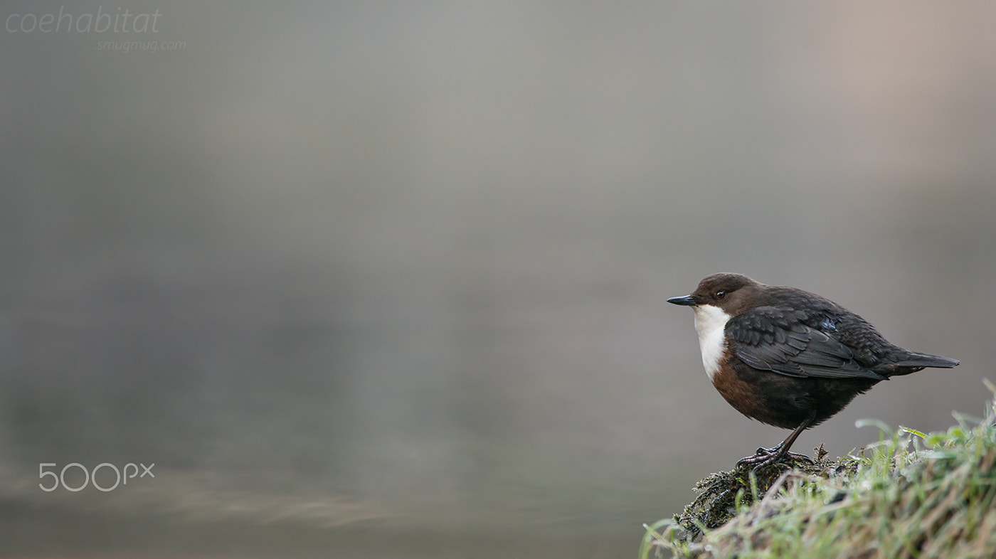 Nikon AF-S Nikkor 200-400mm F4G ED-IF VR sample photo. Misty dipper photography