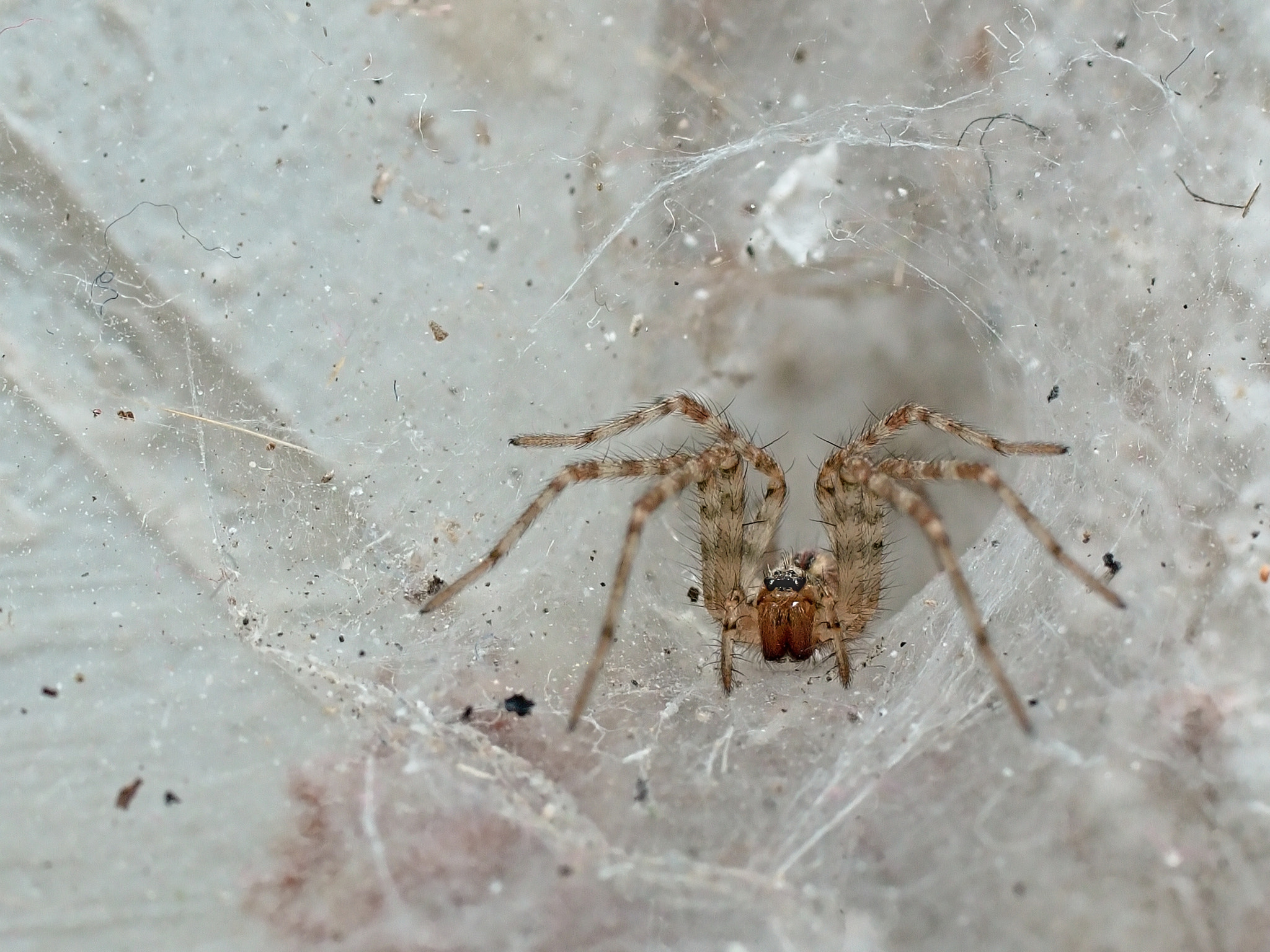 Olympus E-5 + OLYMPUS 50mm Lens sample photo. Little spider photography