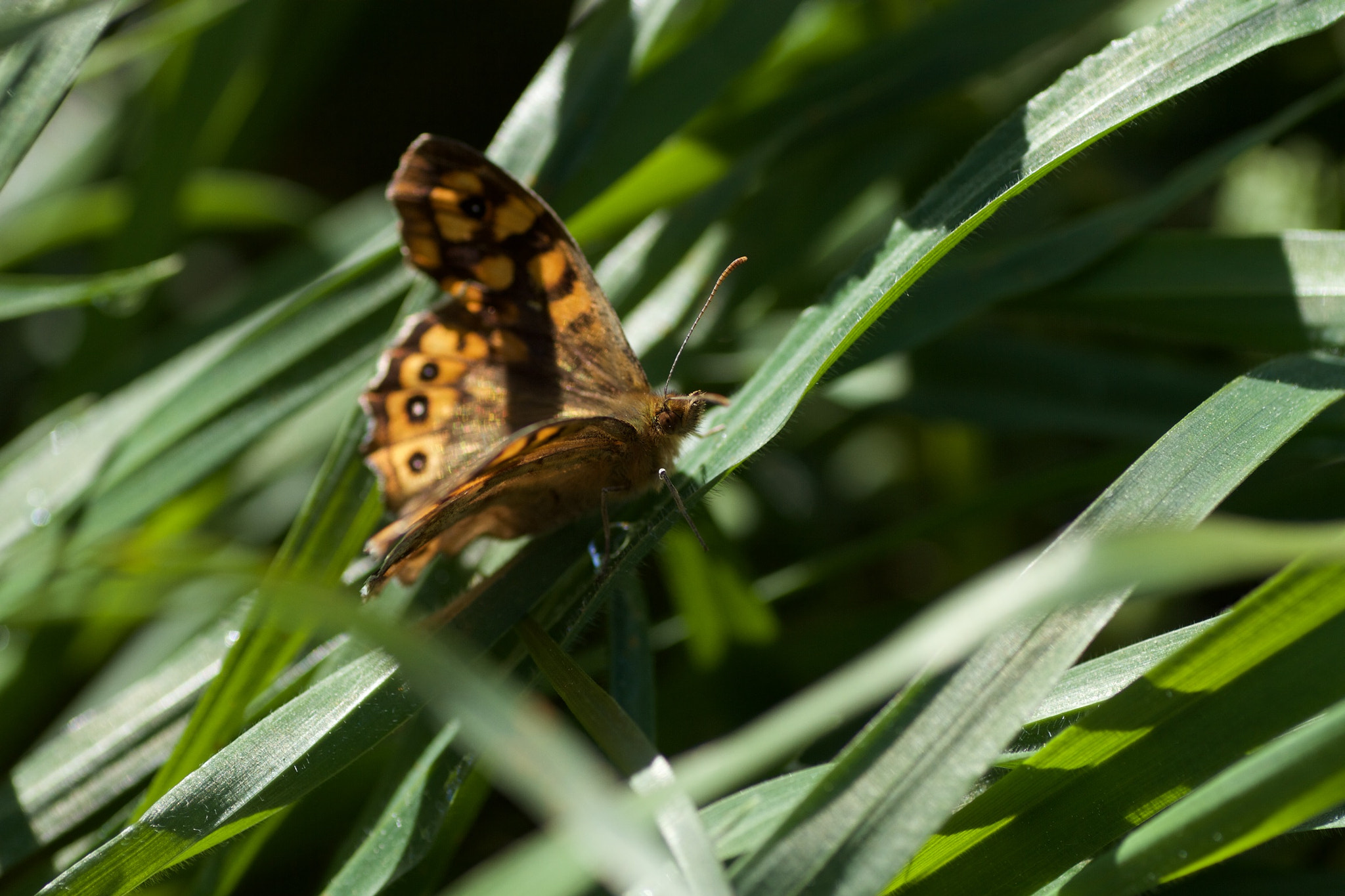 Canon EOS 7D + Tamron SP AF 90mm F2.8 Di Macro sample photo. Mariposa photography