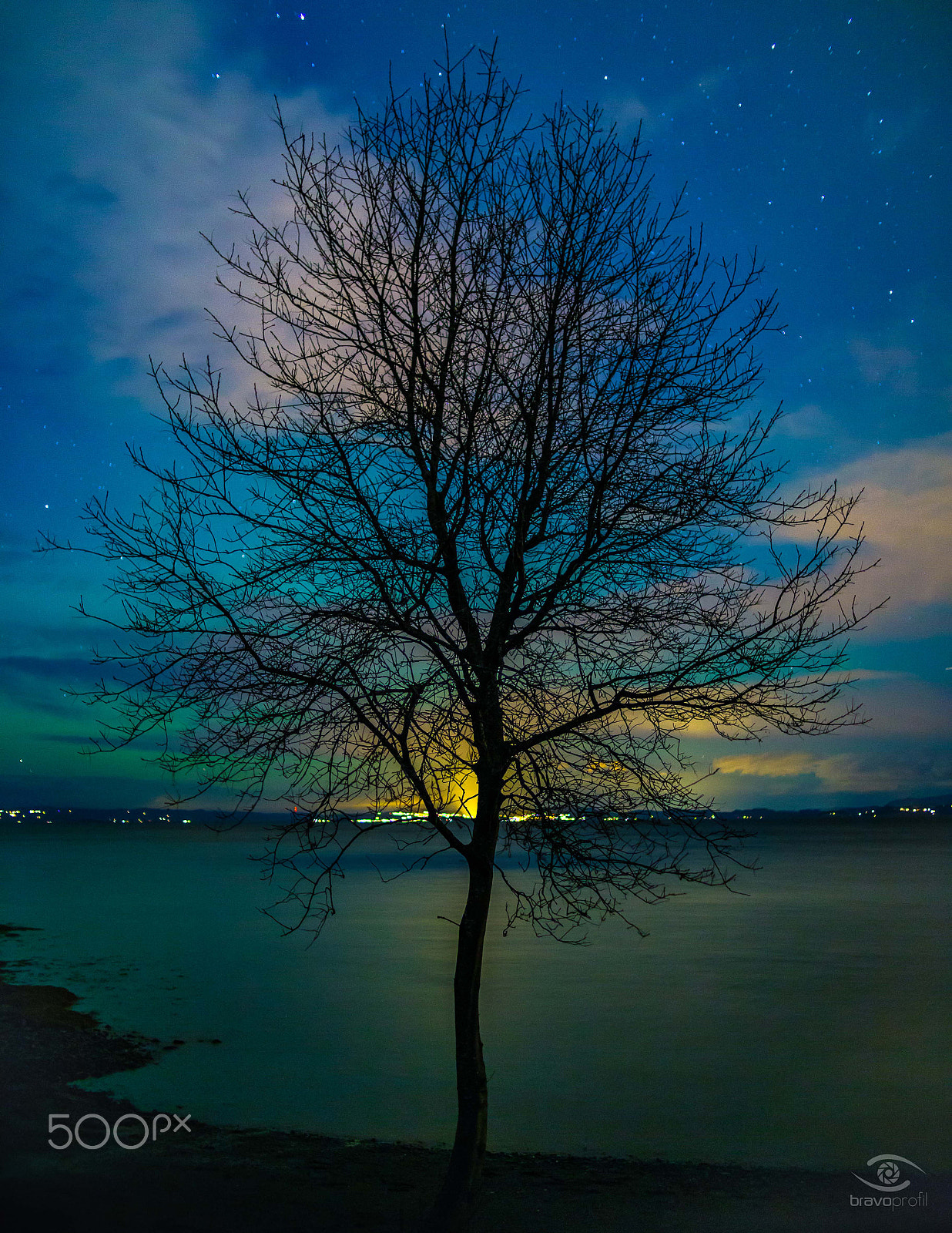 Sigma 30mm F1.4 EX DC HSM sample photo. A tree of power photography