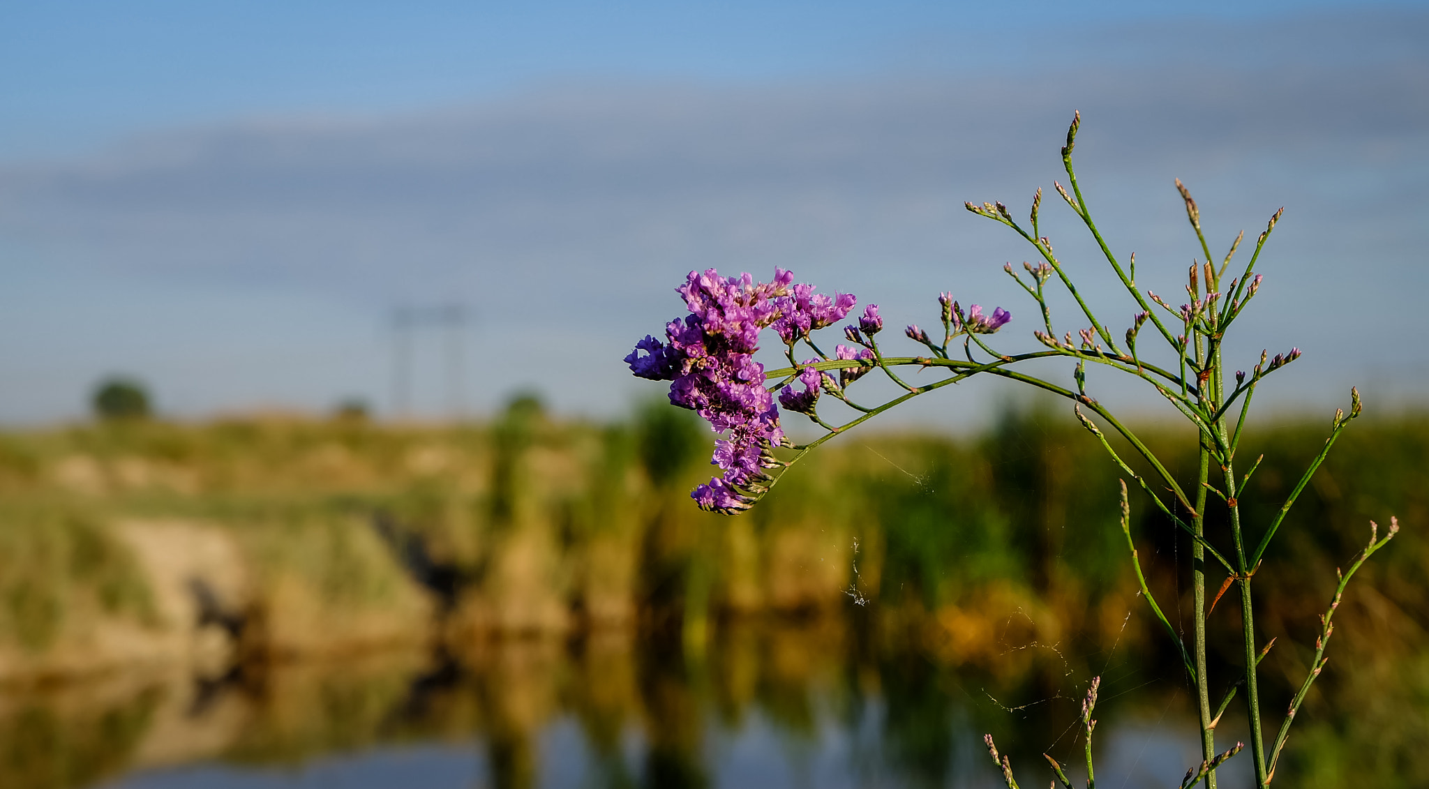 Fujifilm X-A1 + Fujifilm XC 16-50mm F3.5-5.6 OIS II sample photo. Limonium photography