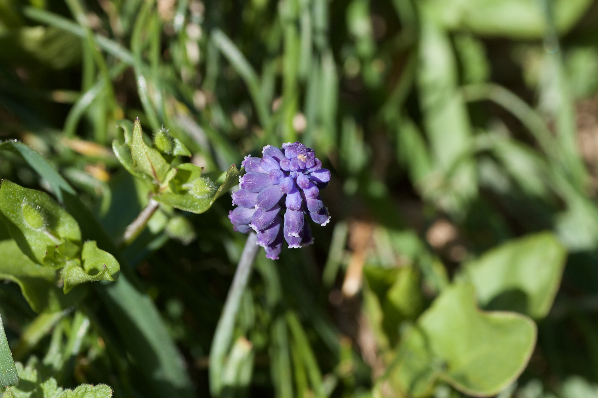 Canon EOS 7D + Tamron SP AF 90mm F2.8 Di Macro sample photo. Flor photography