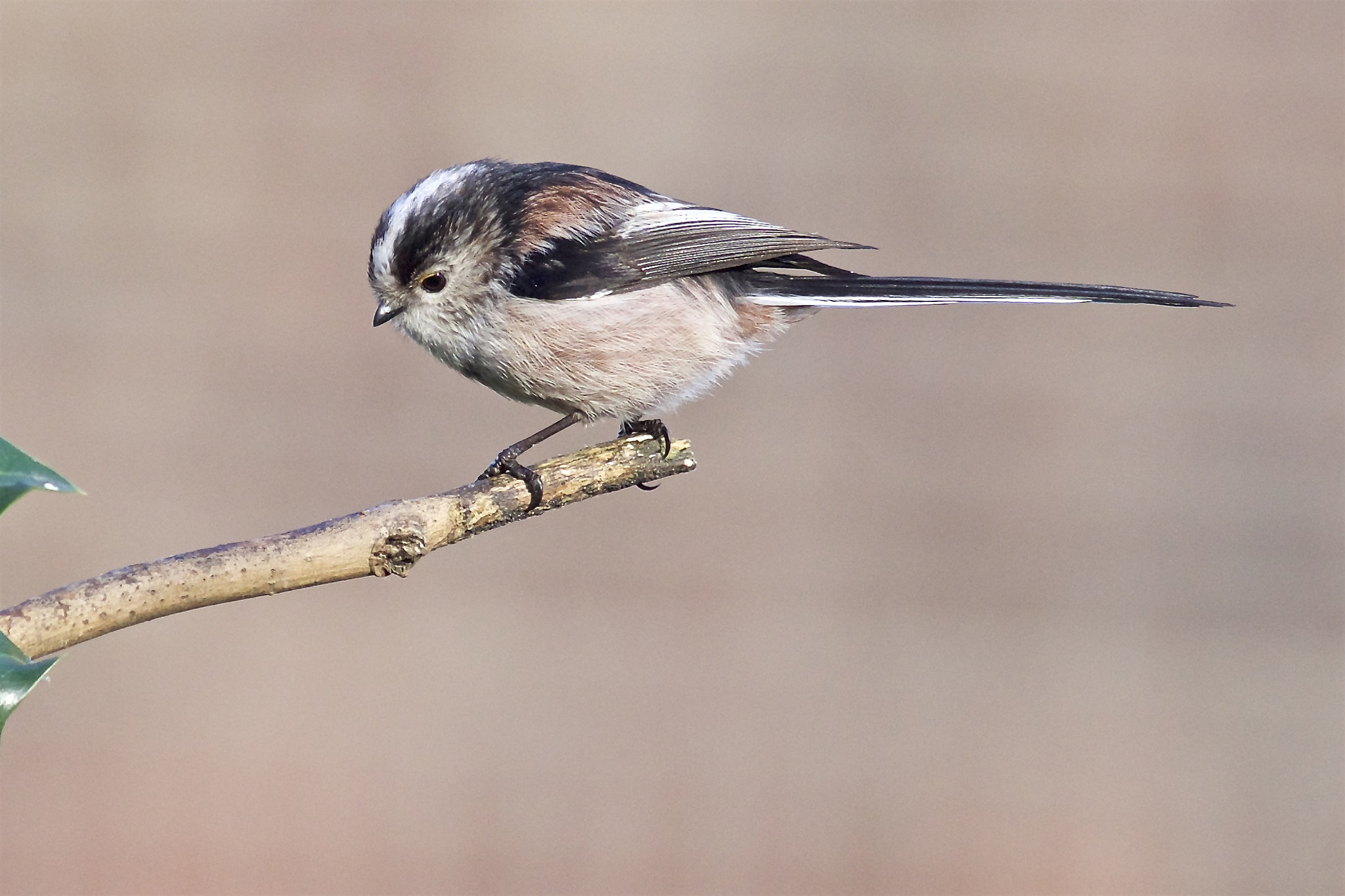 Sony a99 II + Minolta AF 300mm F2.8 HS-APO G sample photo. Long tailed tit, photography