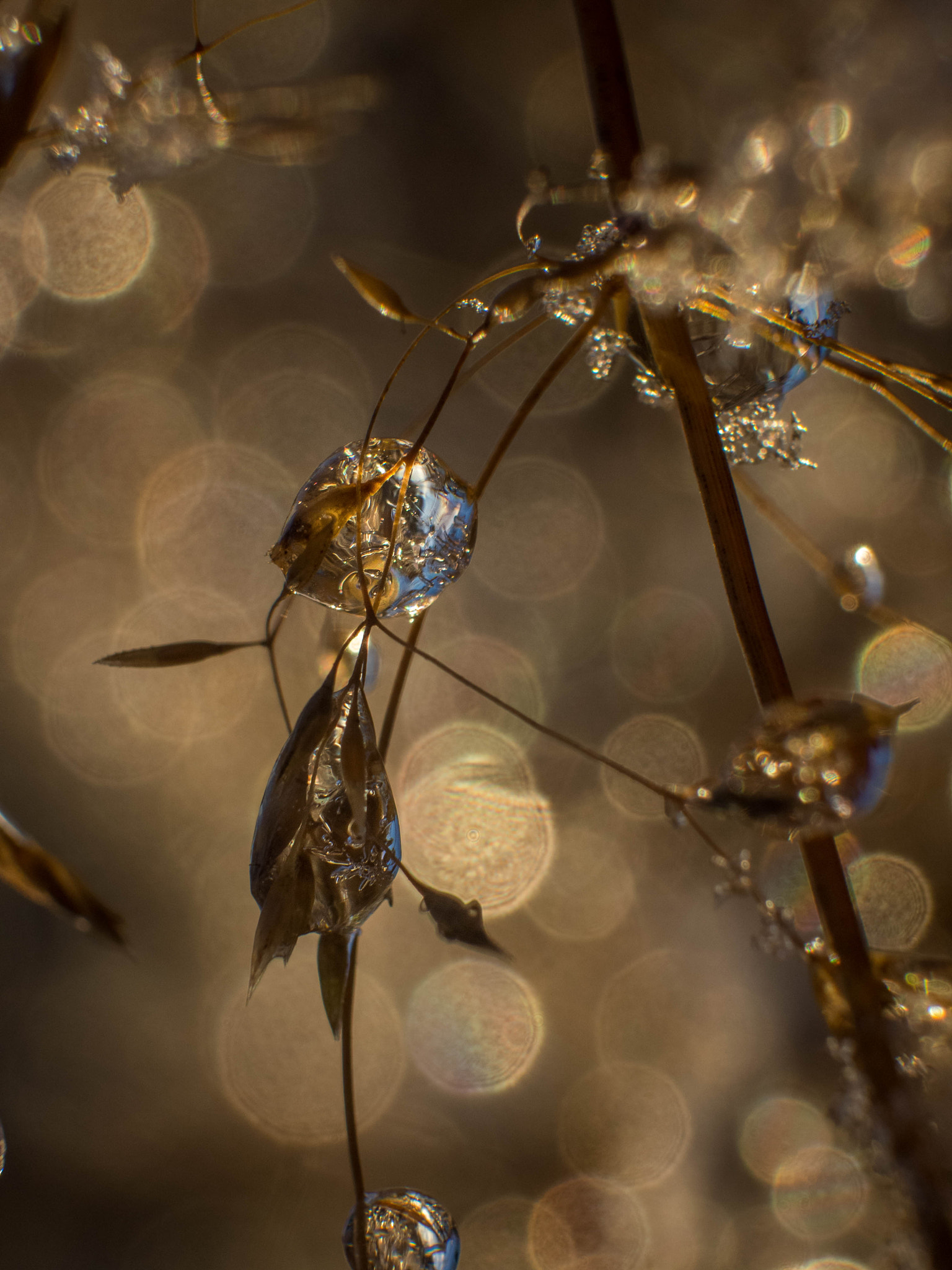 Olympus M.Zuiko Digital 14-42mm F3.5-5.6 II R sample photo. Natures ice jewelry photography