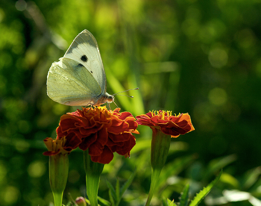 Pentax K20D sample photo. White photography