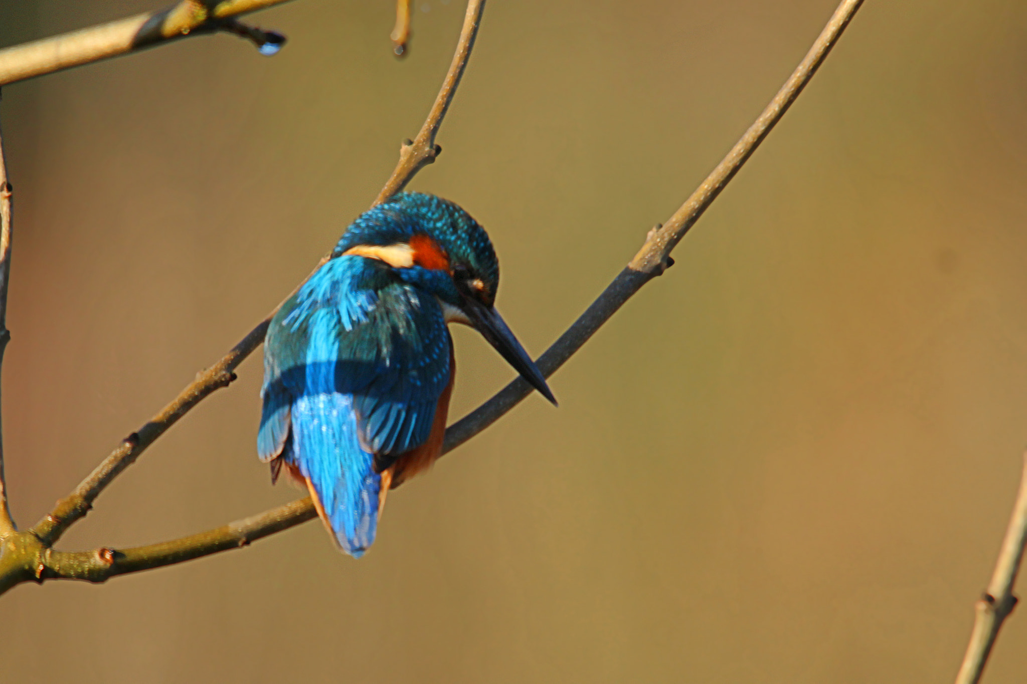Sigma 150-500mm F5-6.3 DG OS HSM sample photo. Img photography