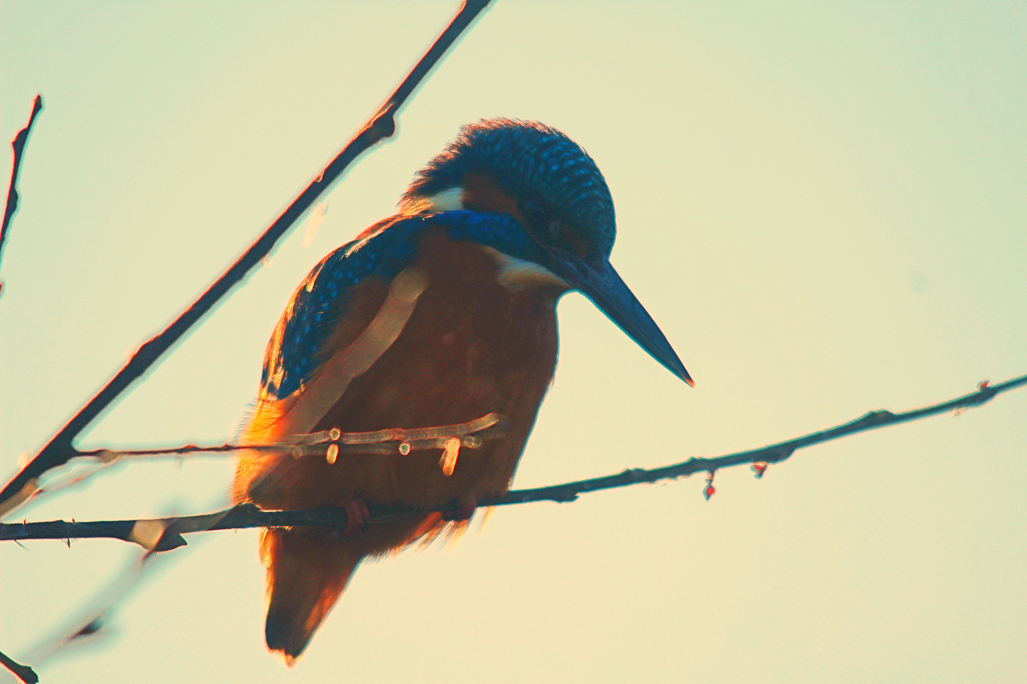 Sigma 150-500mm F5-6.3 DG OS HSM sample photo. Img photography