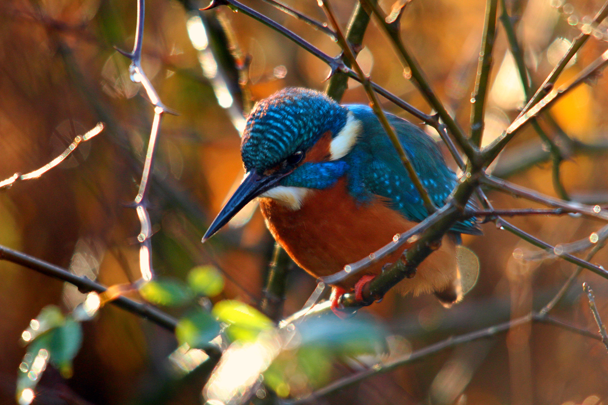 Sigma 150-500mm F5-6.3 DG OS HSM sample photo. Img photography