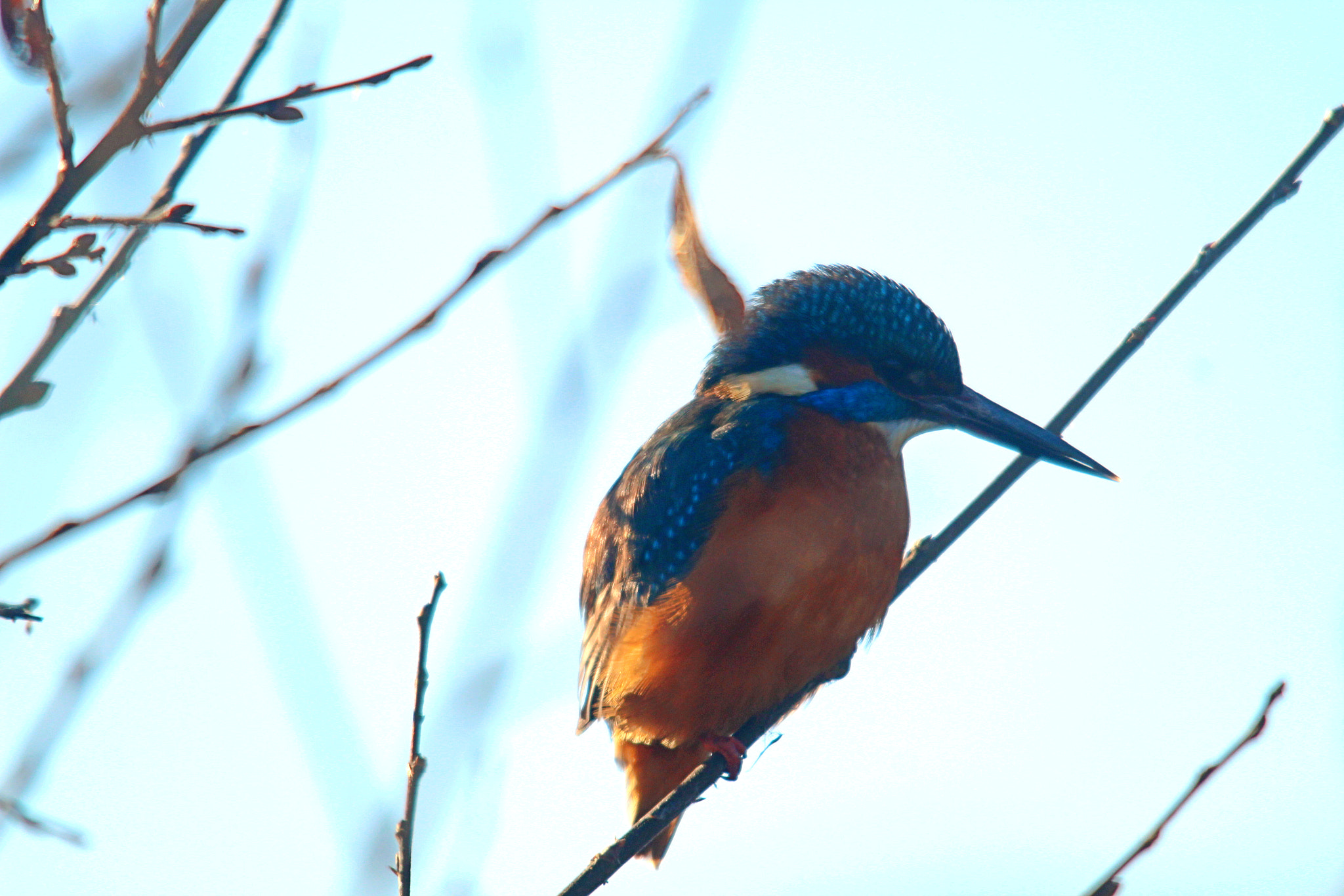 Sigma 150-500mm F5-6.3 DG OS HSM sample photo. Img photography