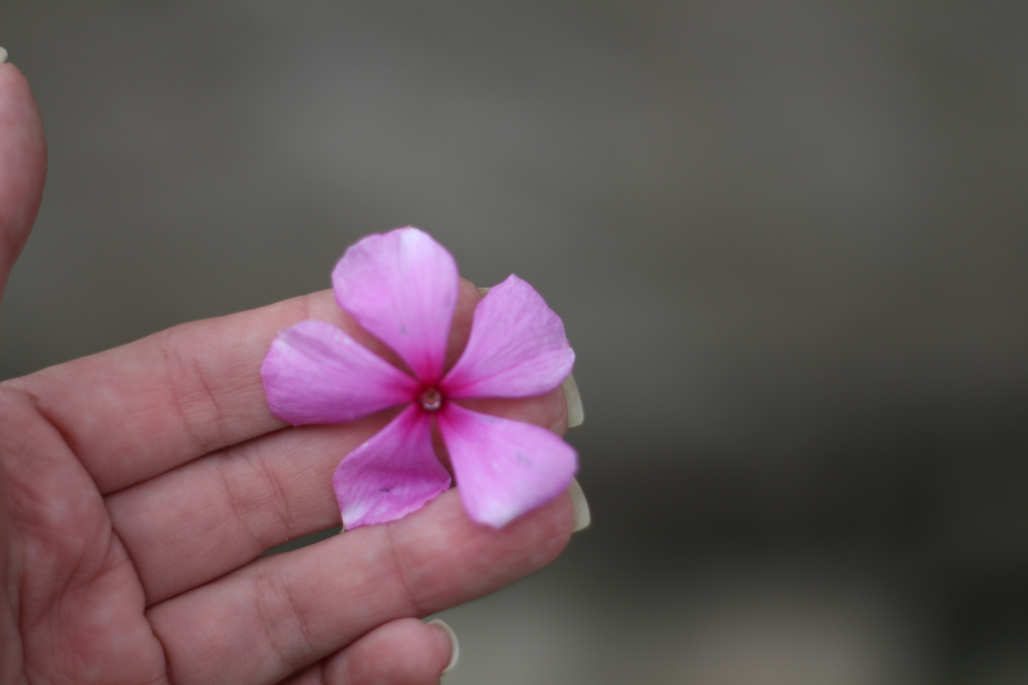 Canon EOS 700D (EOS Rebel T5i / EOS Kiss X7i) + Canon EF 50mm f/1.8 sample photo. One flower photography