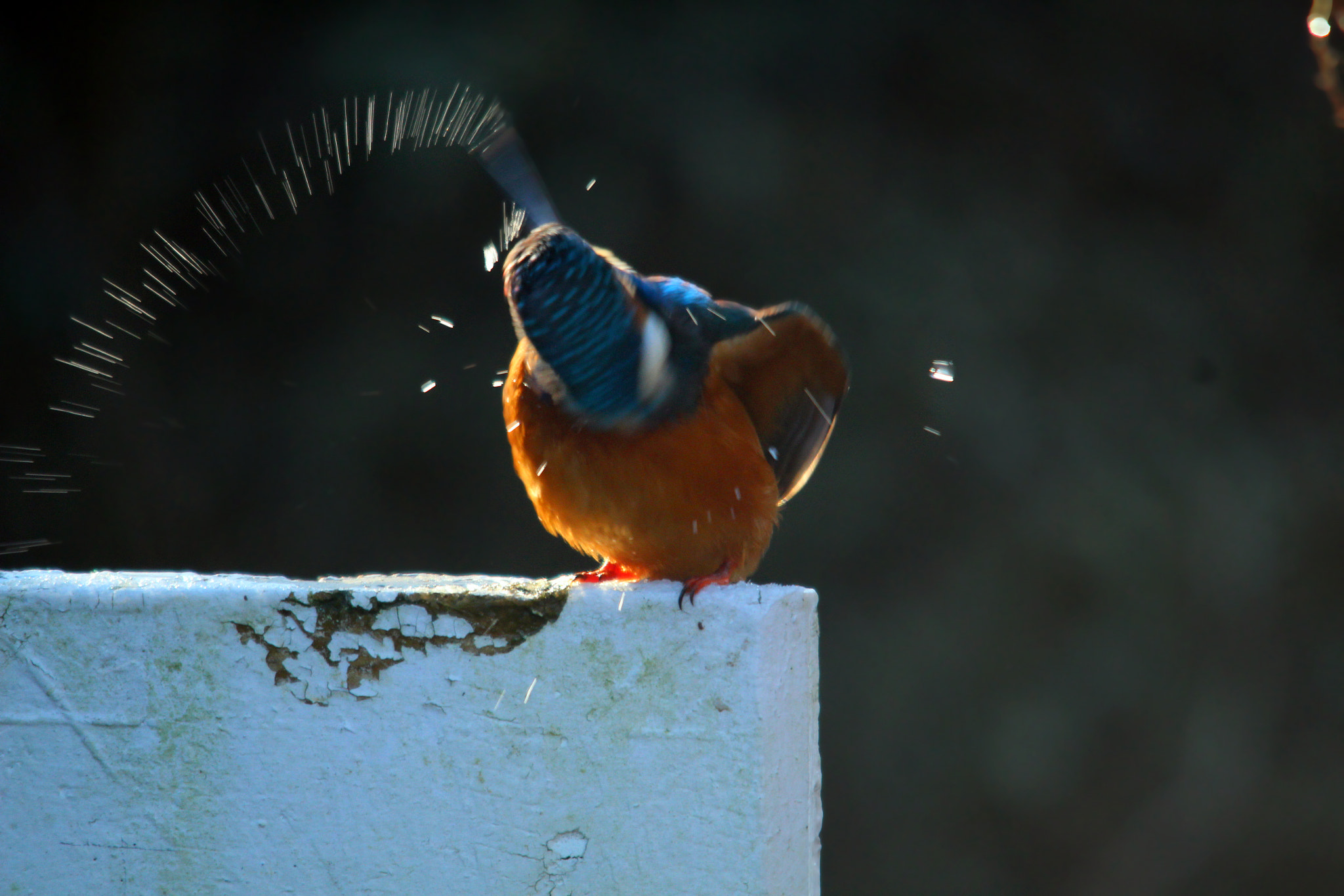 Sigma 150-500mm F5-6.3 DG OS HSM sample photo. Img photography