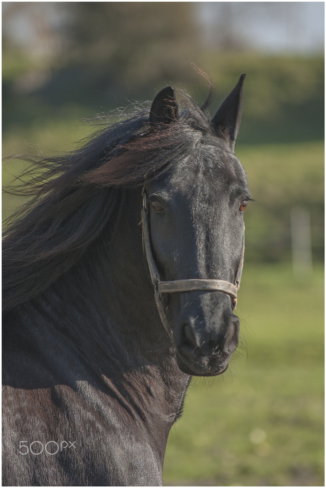 Nikon D50 sample photo. Paard photography