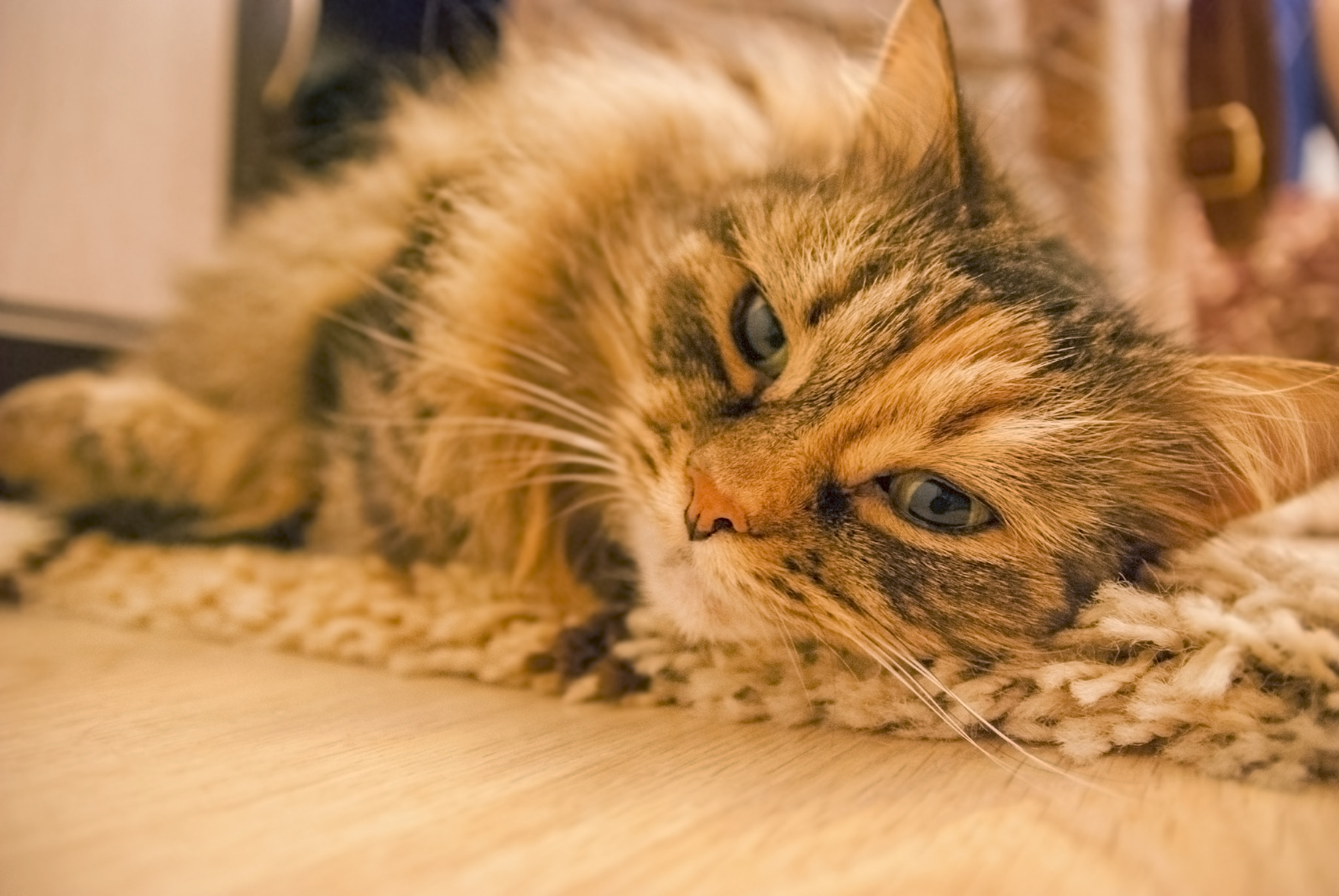 Sigma 18-50mm F2.8 EX DC Macro sample photo. Grey cat photography