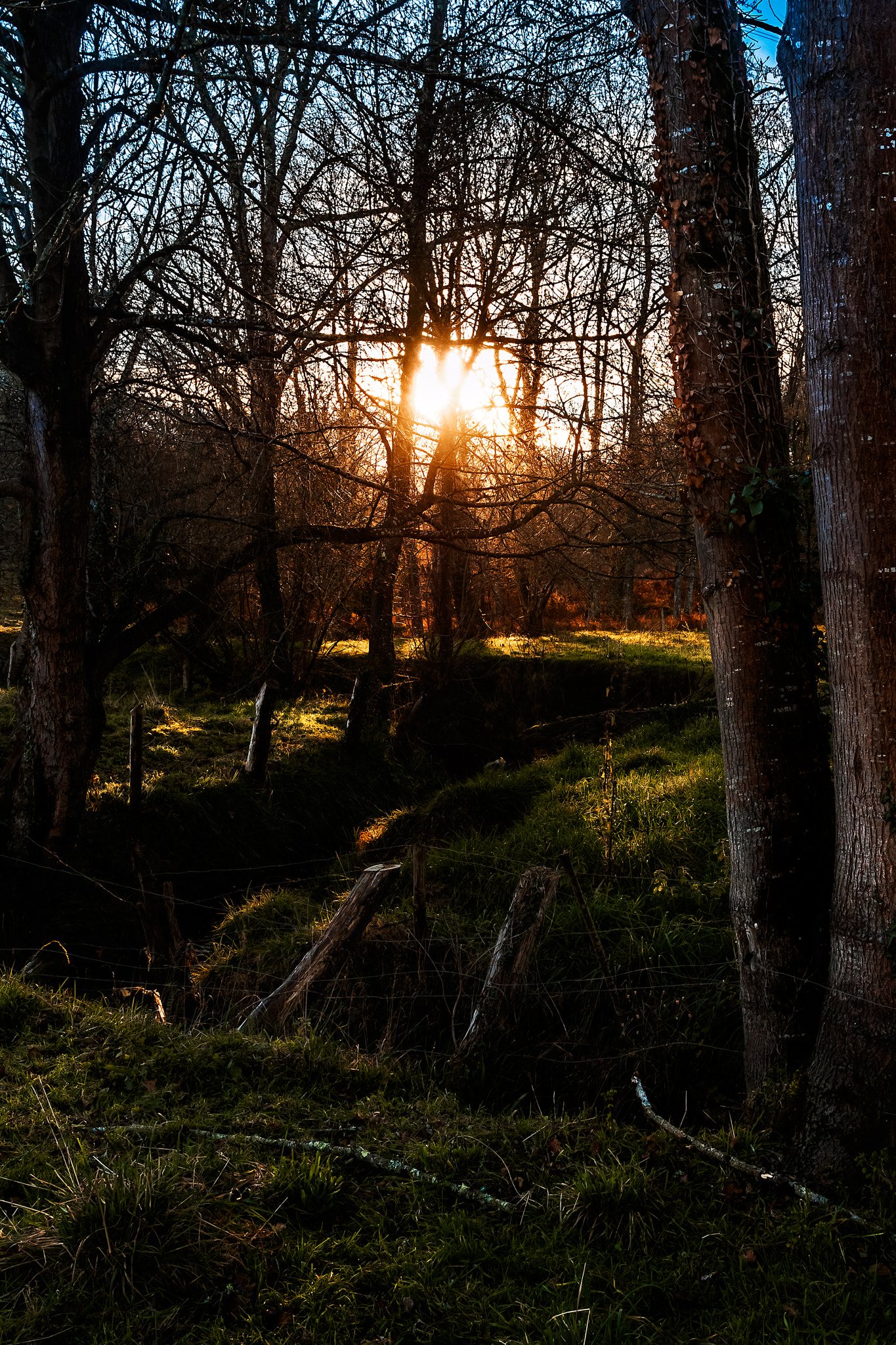 Olympus OM-D E-M5 + OLYMPUS 14-54mm Lens sample photo. Winter sun in the forest photography