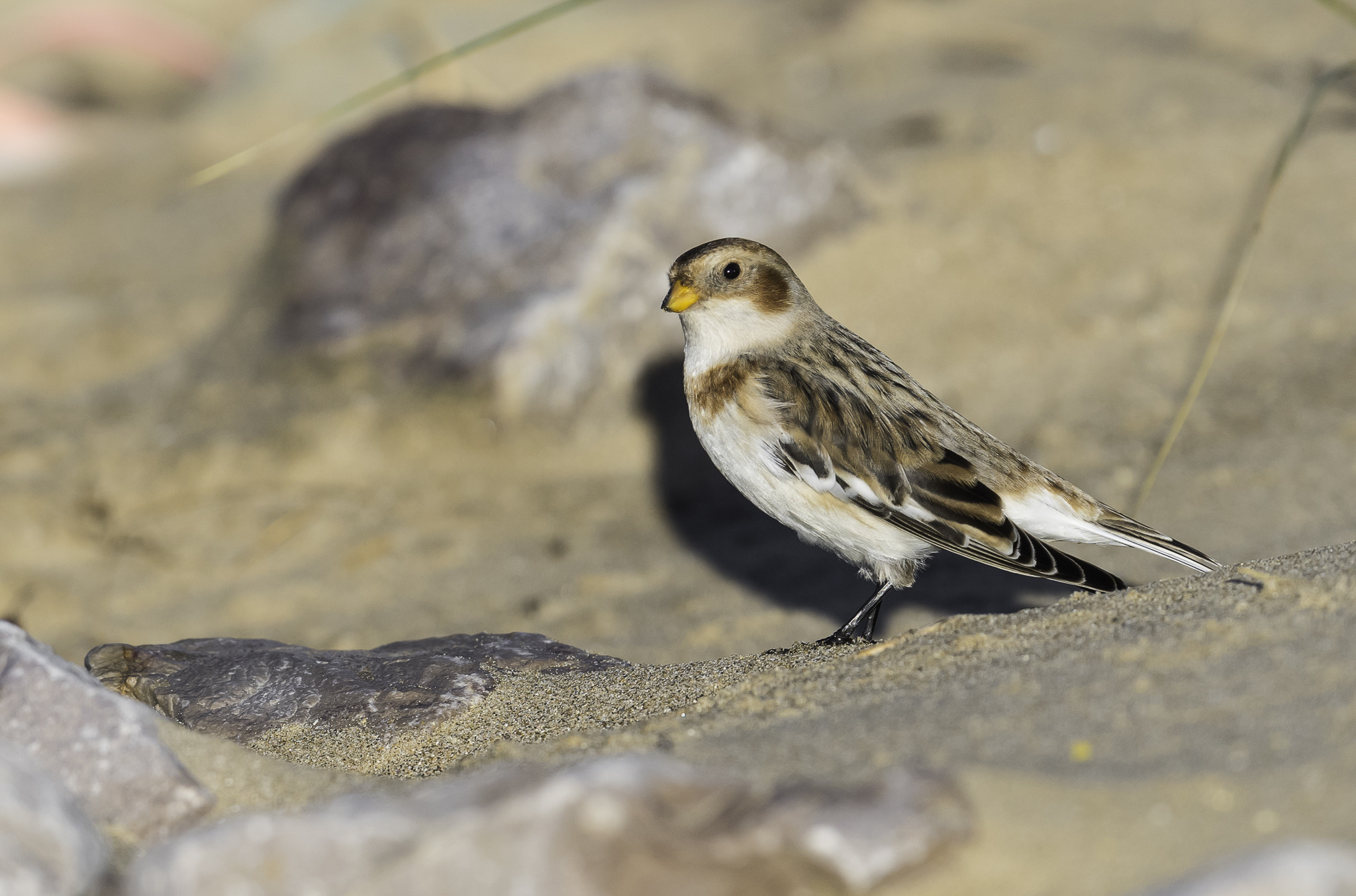 Nikon D810 + Nikon AF-S Nikkor 500mm F4E FL ED VR sample photo. _dsc4759-2.jpg photography