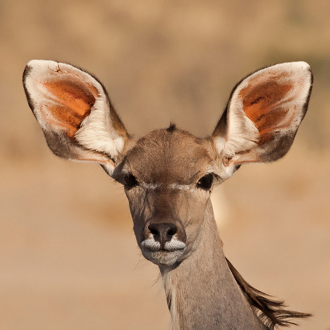 Canon EOS-1D Mark III sample photo. Kudu portrait photography