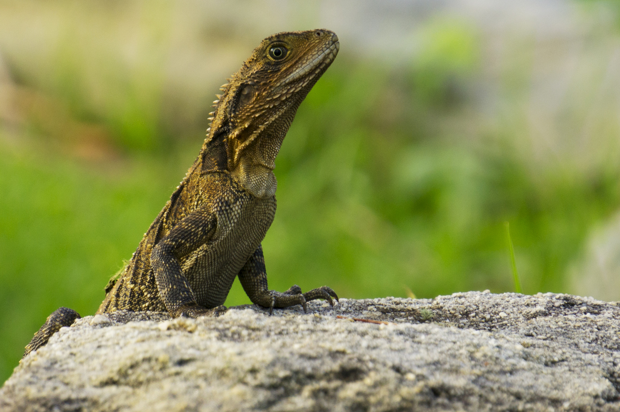 Sony E 18-200mm F3.5-6.3 OSS sample photo. Local lizard 1 photography