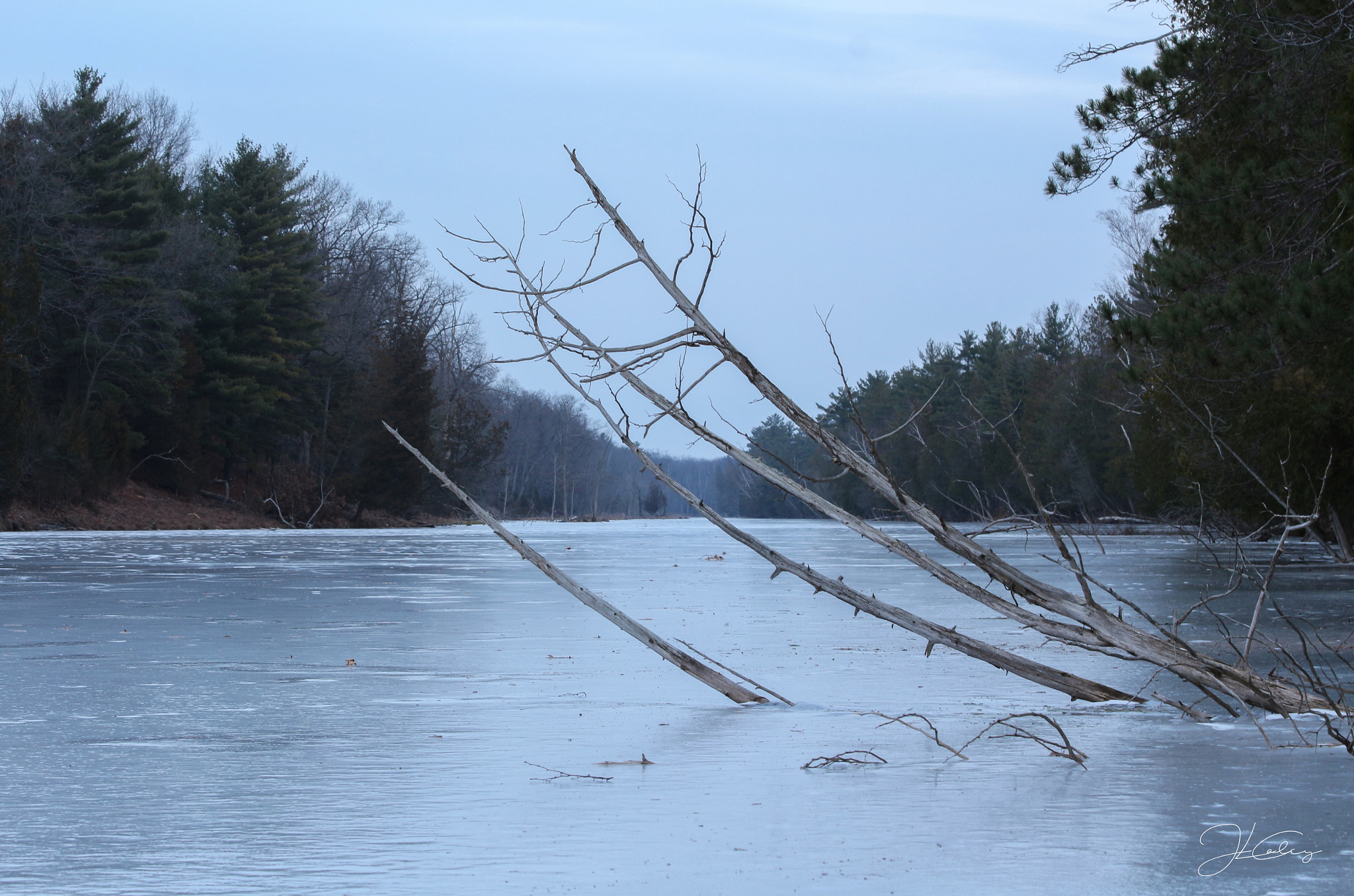 Canon EOS 650D (EOS Rebel T4i / EOS Kiss X6i) sample photo. Frozen tree photography