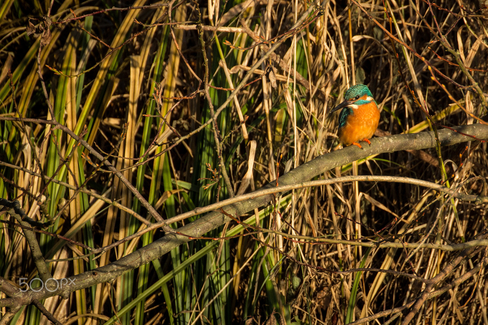 Canon EOS 600D (Rebel EOS T3i / EOS Kiss X5) sample photo. Common kingfisher photography