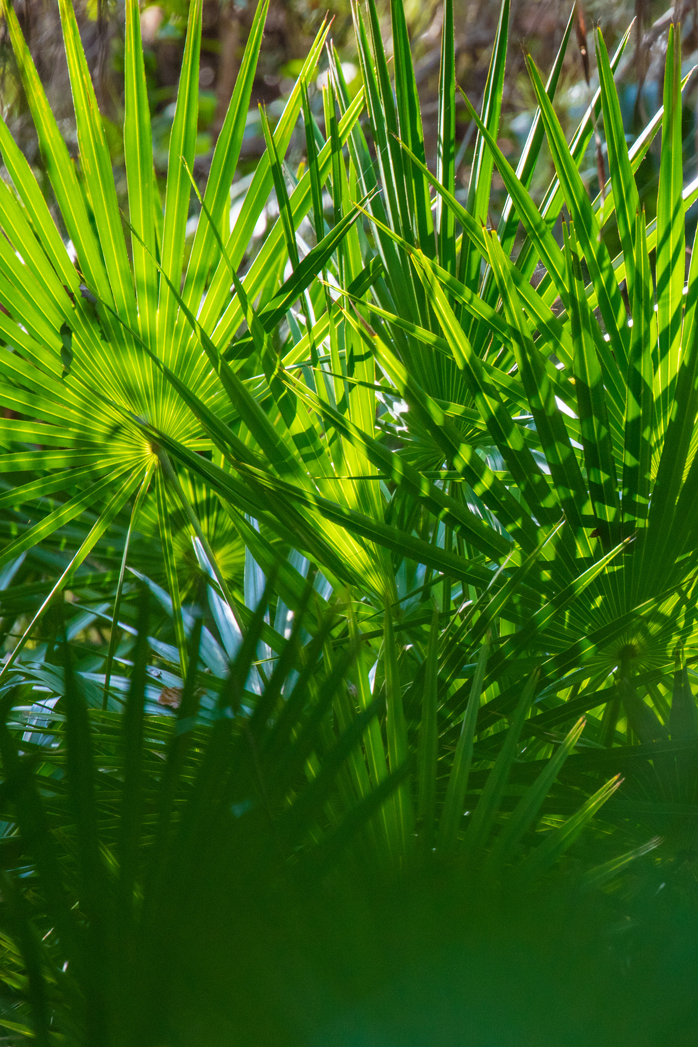 Canon EOS 5DS R sample photo. Palmetto light photography