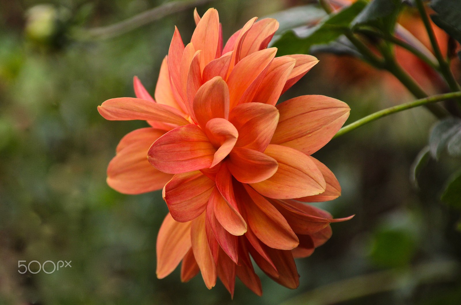 Canon EOS 60D sample photo. Orange dhalia photography