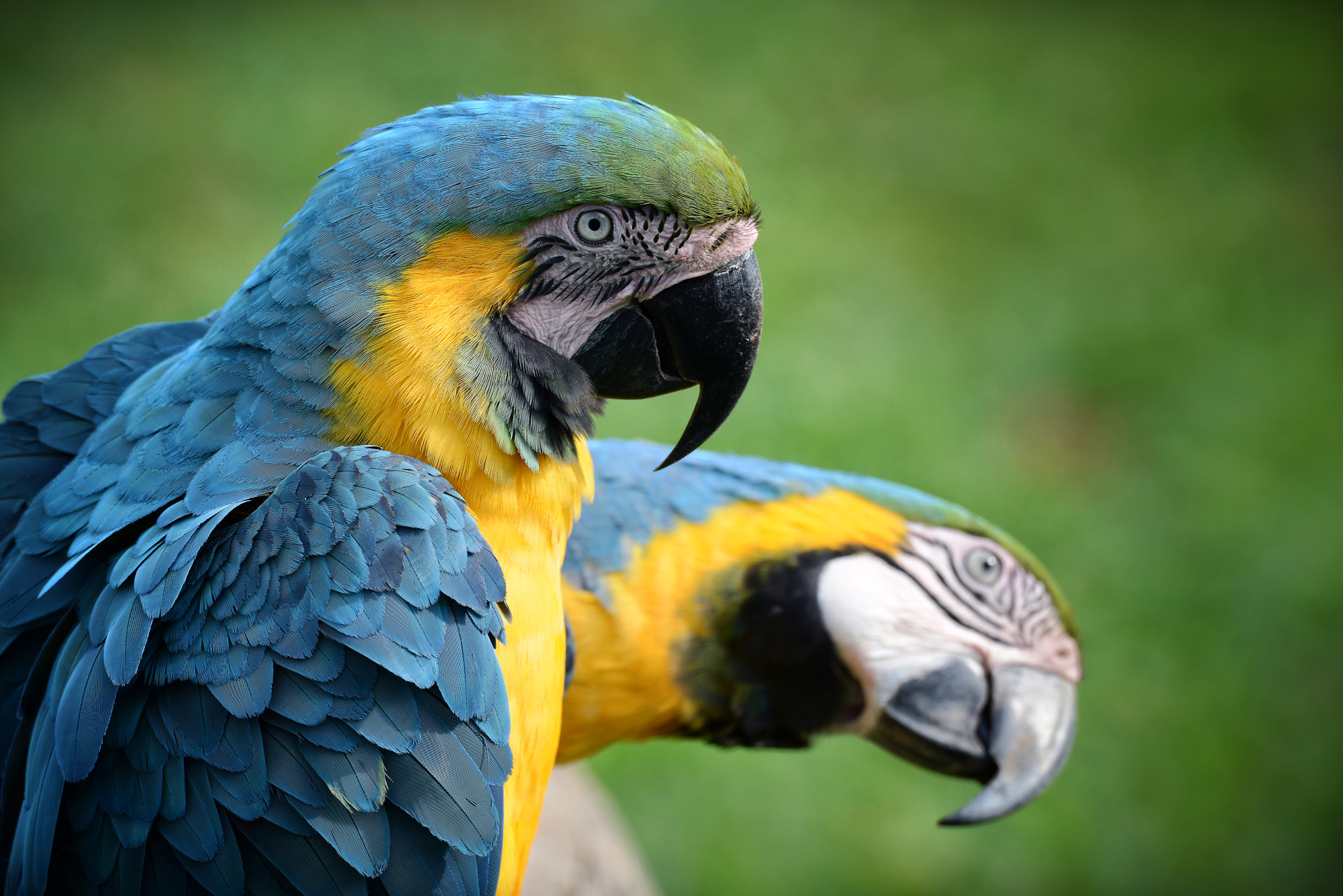 Nikon D800E sample photo. Schräger vogel photography