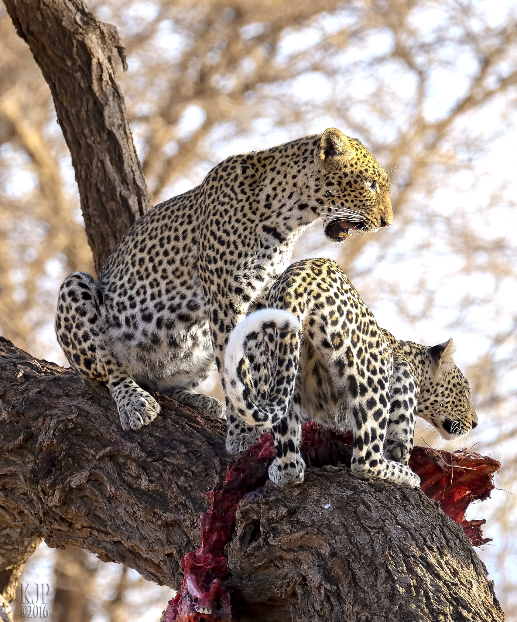 Fujifilm X-E2 + Fujifilm XF 100-400mm F4.5-5.6 R LM OIS WR sample photo. Magnificent leopards photography