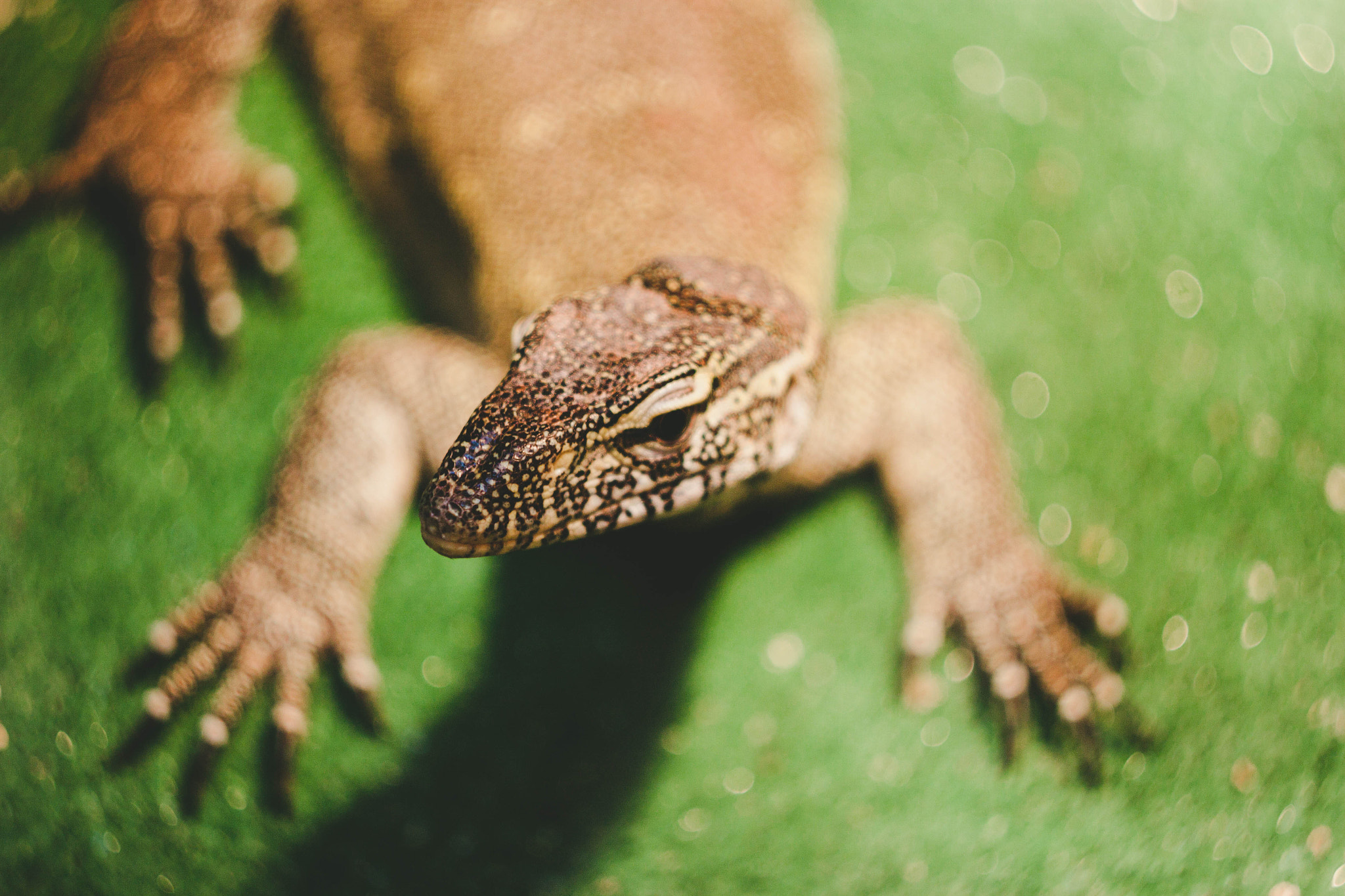 Canon EF 35-80mm f/4-5.6 sample photo. Lizard photography